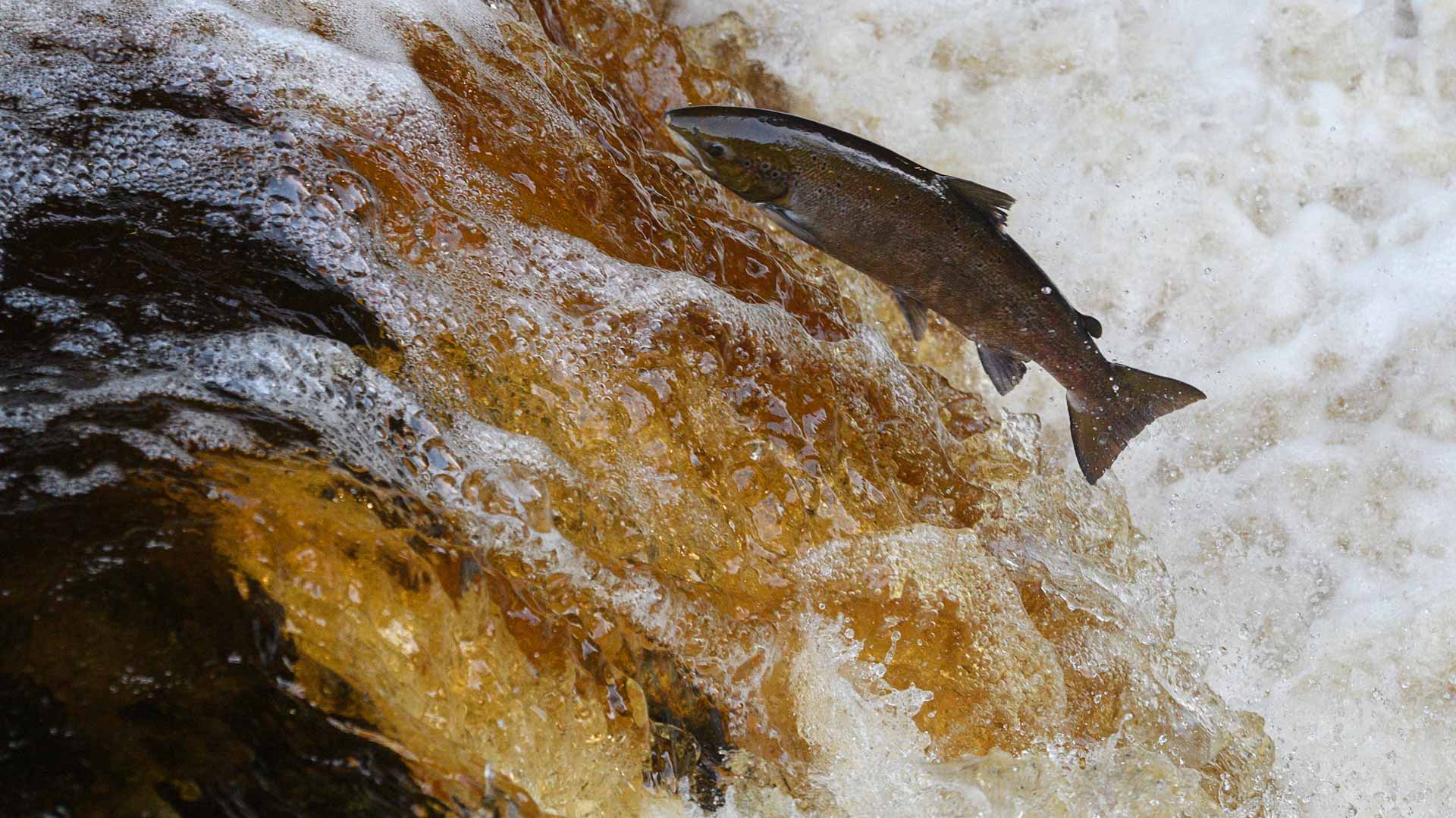 Image for the title: U.S. allows removal of greatest dam in history to conserve salmon 