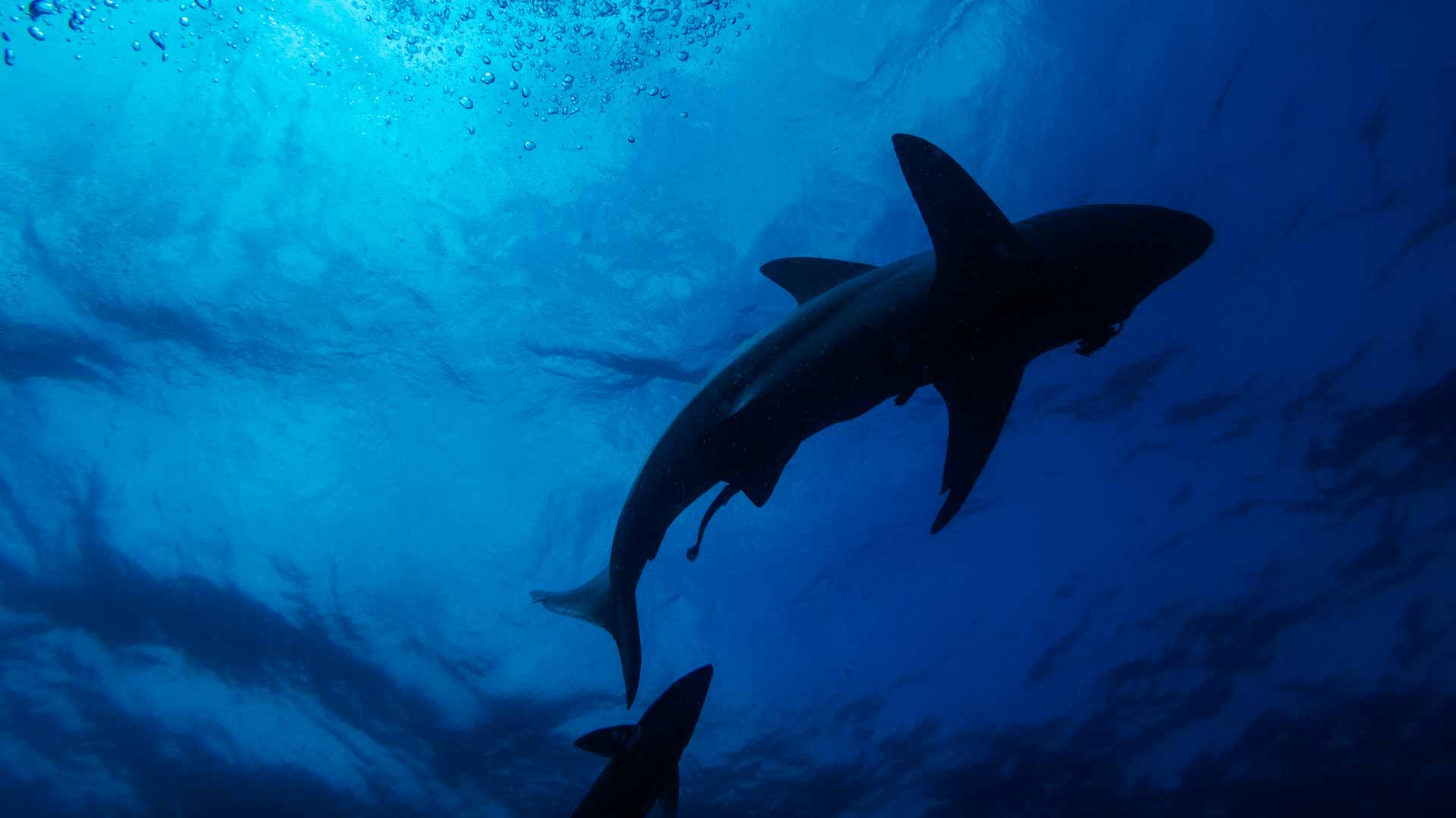 Image for the title: Global wildlife summit approves shark protections 