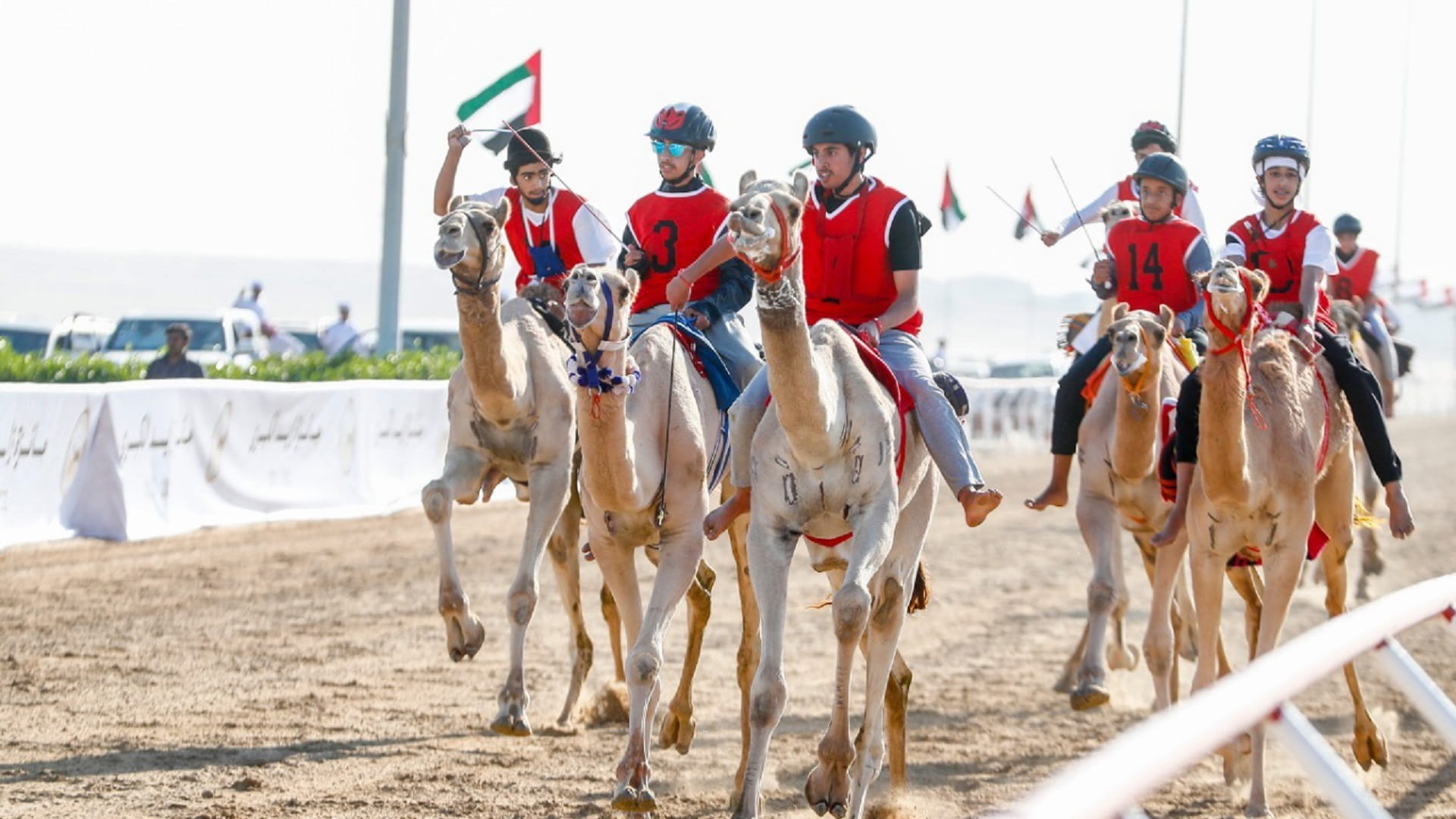Image for the title: SZHF launches competitions for Zayed Grand Prize for Camel Racing 