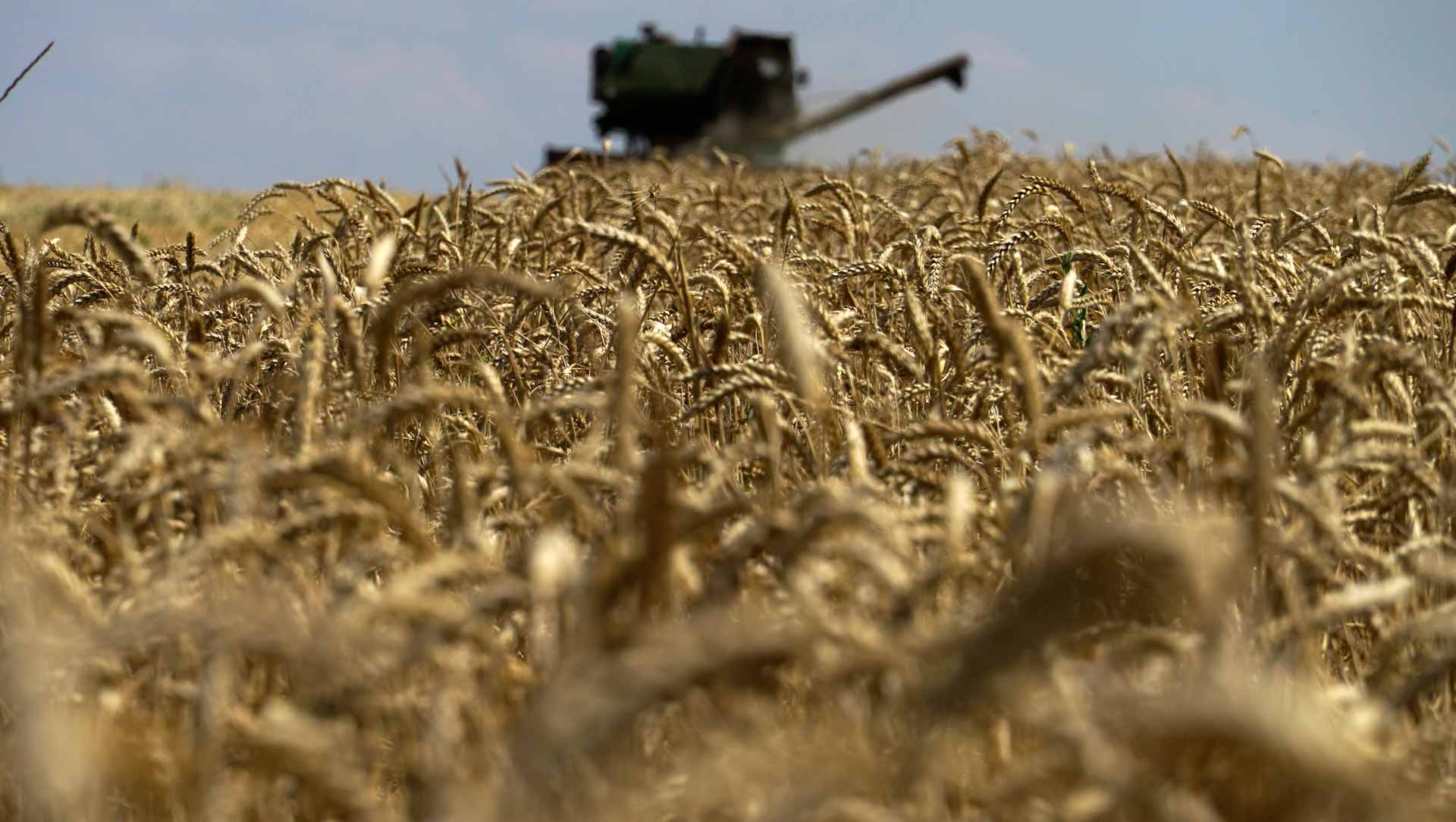 Image for the title: Ukraine sees less than 3 million tonnes of grain leaving in Nov. 