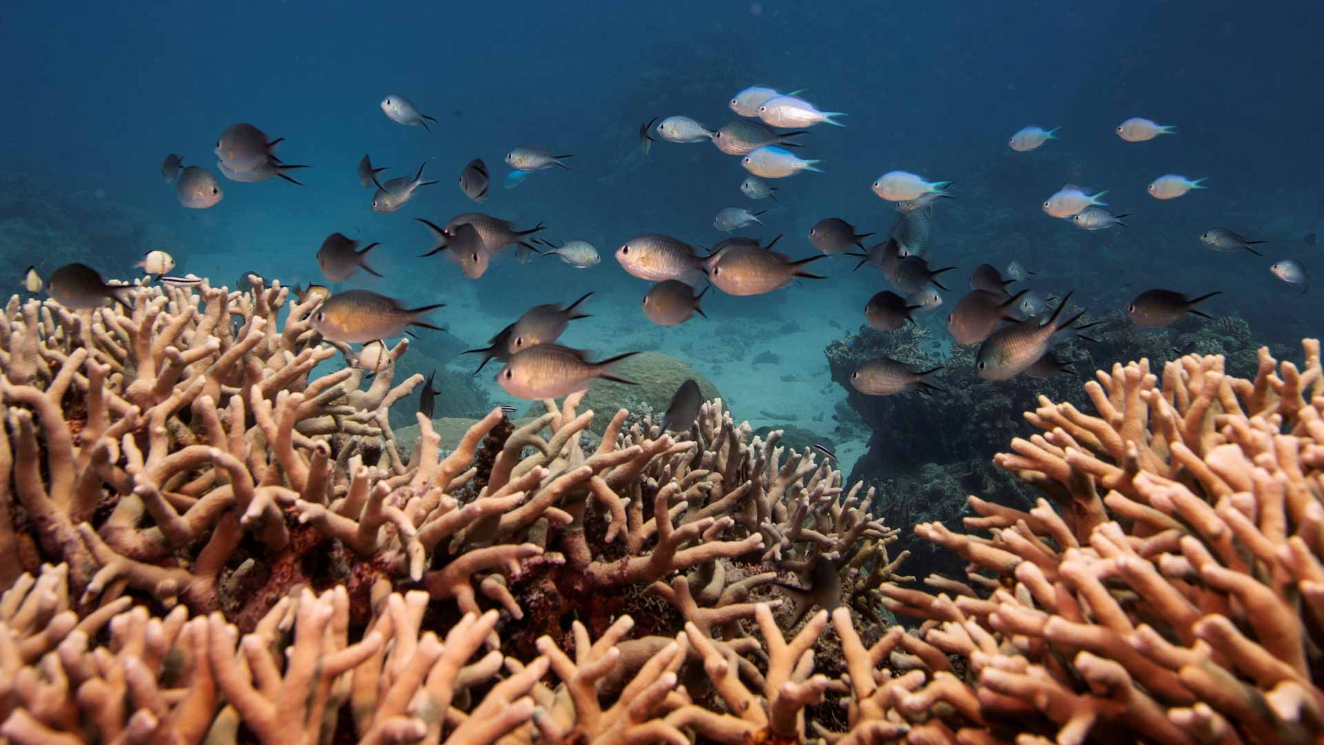 صورة بعنوان: اليونسكو توصي بإدراج الحاجز المرجاني العظيم كتراث عالمي معرض للخطر 