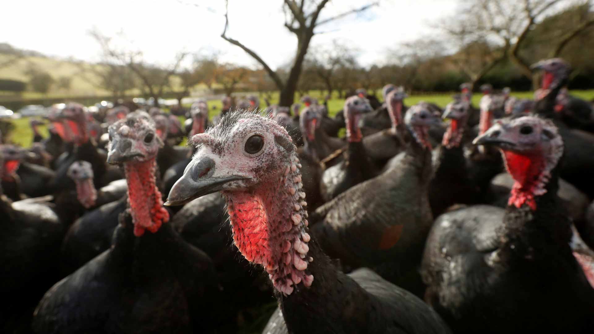 صورة بعنوان: أنفلونزا الطيور تصل لديوك رومية ببريطانيا قبل الميلاد وتقتل نصفها  