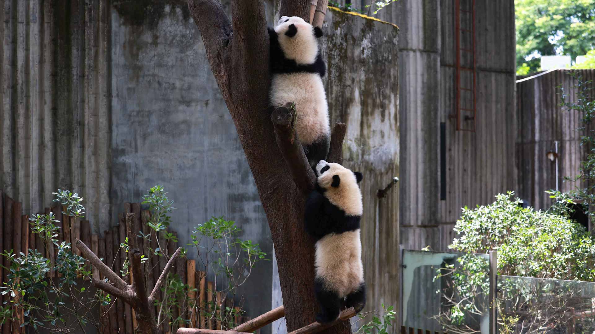 Image for the title: Twin baby pandas make debut in Chongqing during National Day 