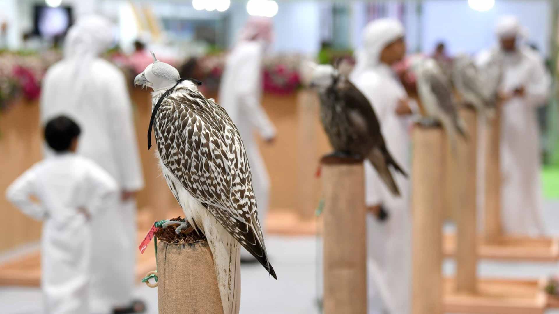 Image for the title: 19th Abu Dhabi Int'l Hunting and Equestrian Exhibition concludes 