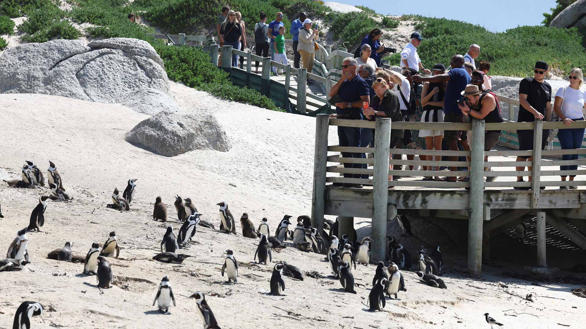 صورة بعنوان: أنفلونزا الطيور تهدد حياة البطاريق في جنوب إفريقيا 
