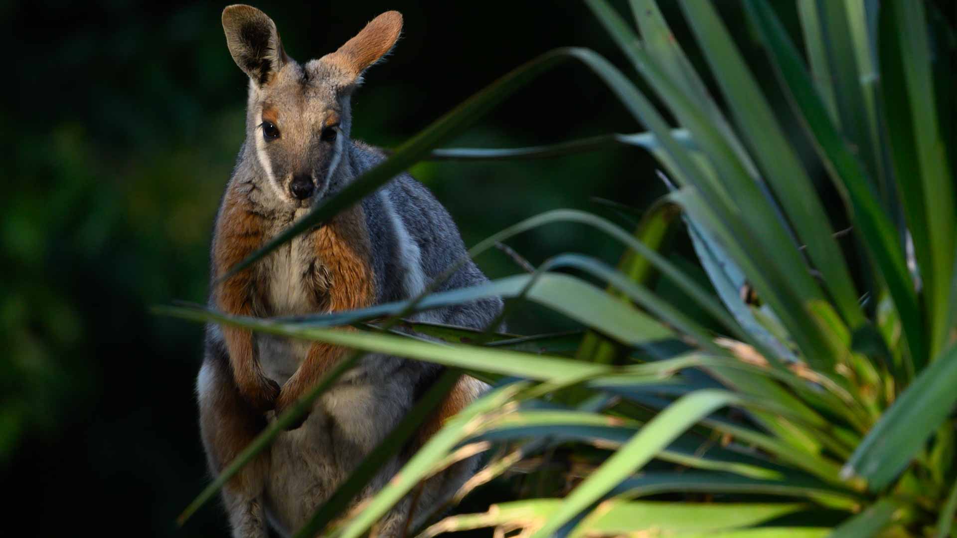 Image for the title: Australia lists small wallaby among new endangered species 