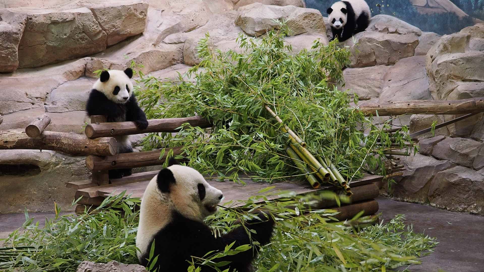 صورة بعنوان: تضاعف حيوانات الباندا العملاقة الأسيرة في العالم.. 673 حيواناً 