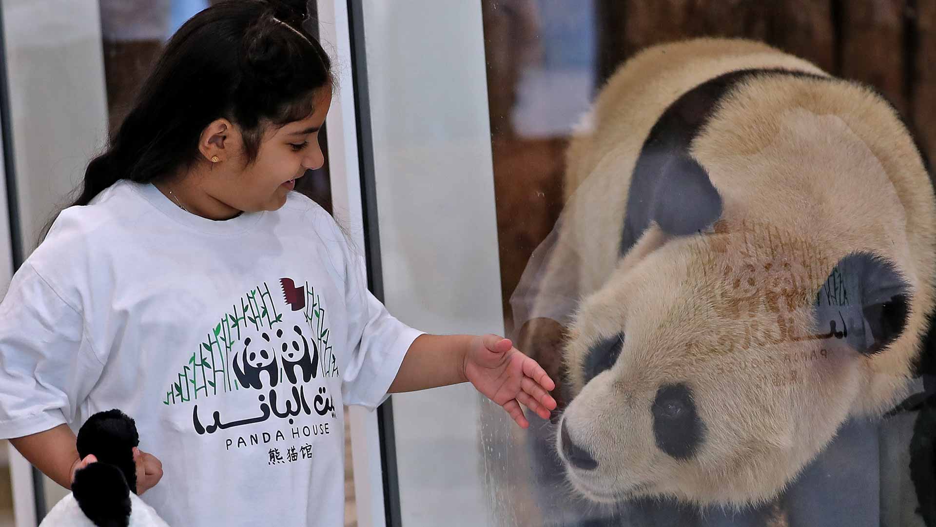Image for the title: Qatar gets the Middle East's first pandas 