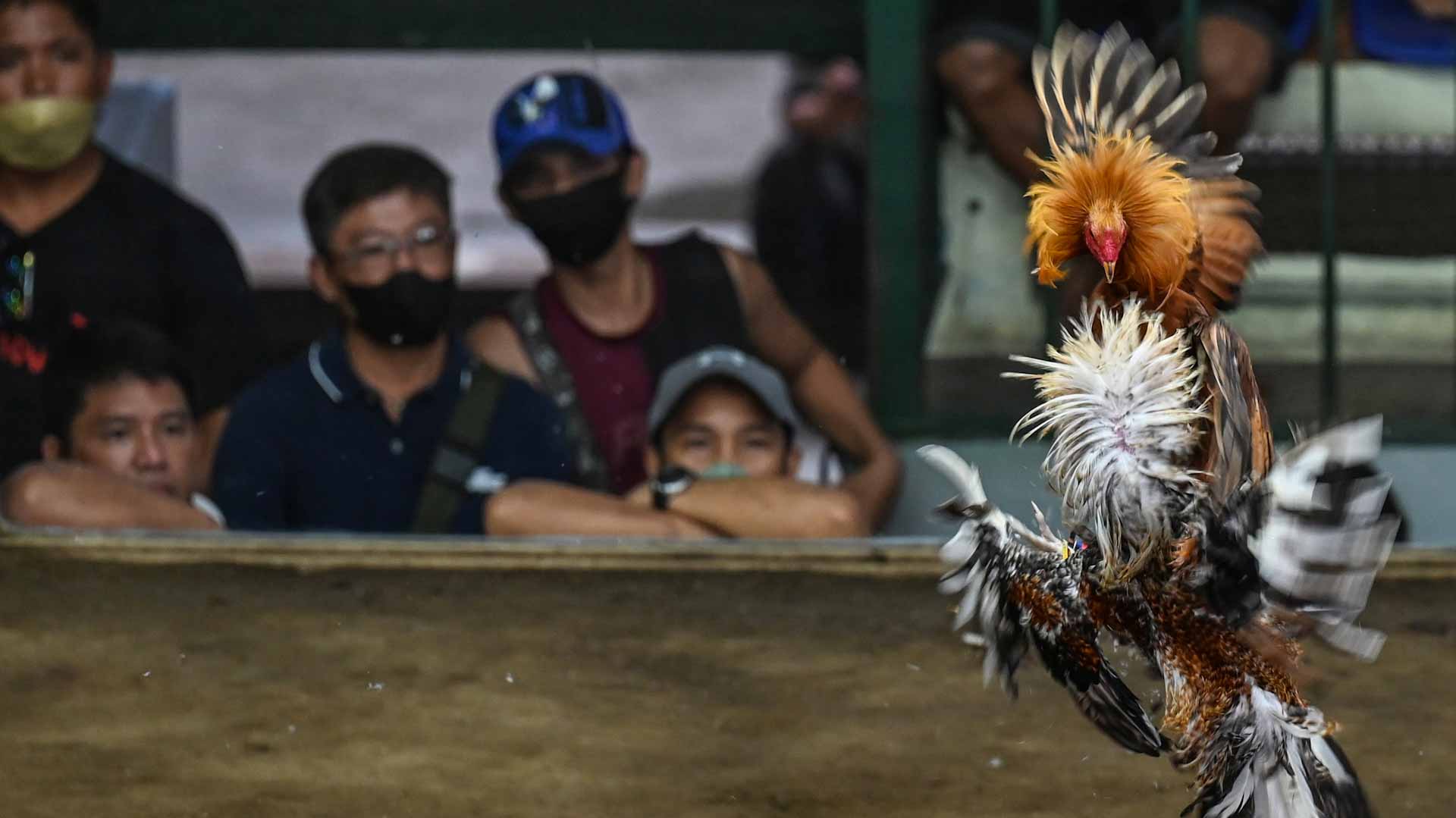 Image for the title: Cockfighting overcomes Covid closures in Philippine 