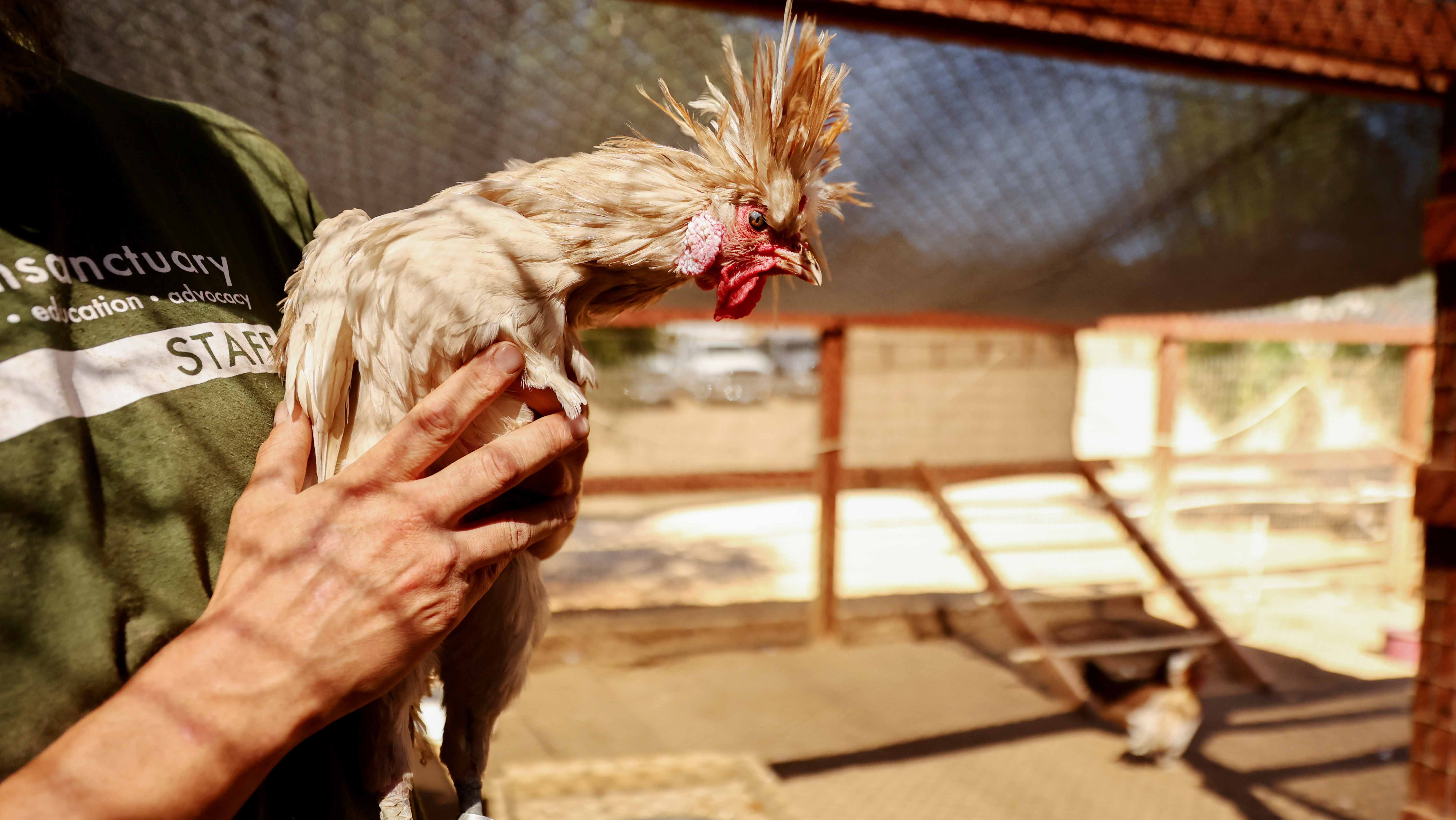 Image for the title: Mexico detects H5N1 bird flu in Nuevo Leon 