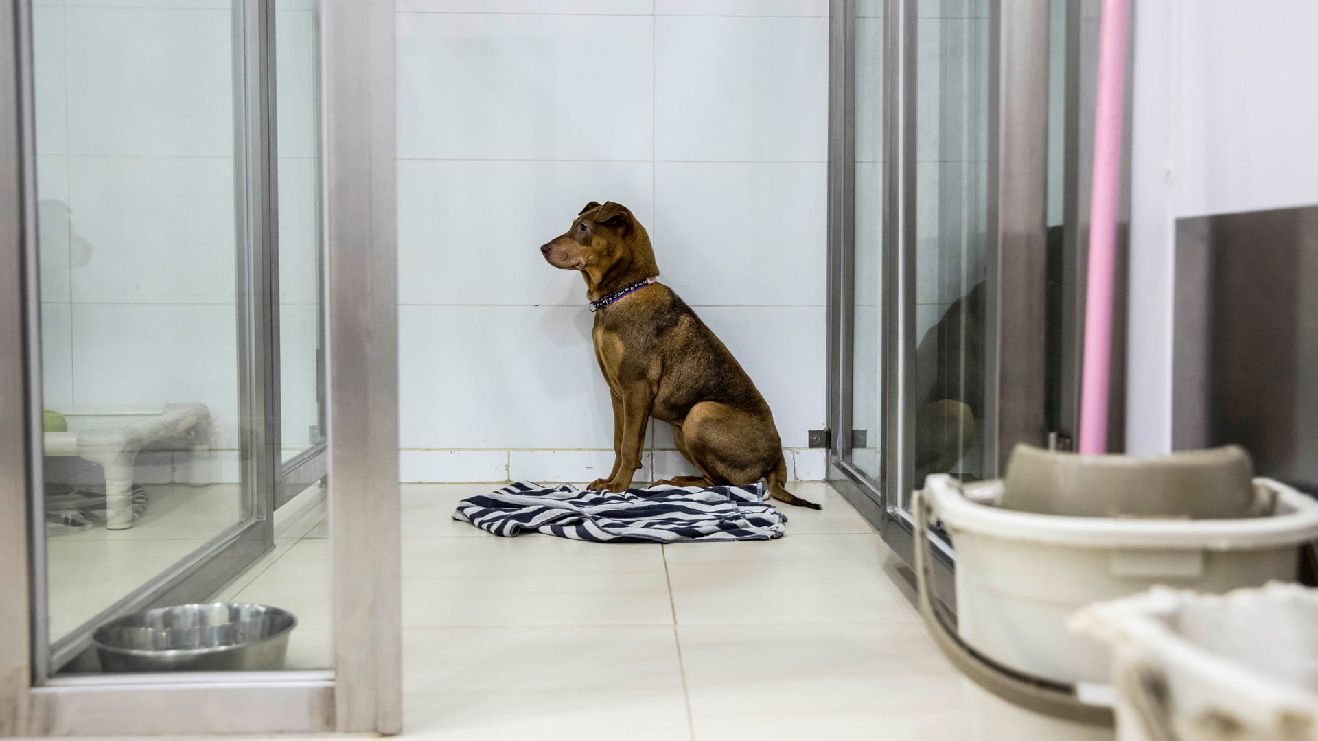 صورة بعنوان: سكان هونغ كونغ يضطرون للتخلي عن كلابهم بسبب الهجرة إلى الخارج 