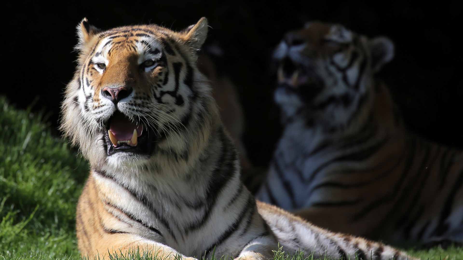 صورة بعنوان: روسيا.. تضاعف أعداد النمور السيبيرية خلال 12 عاماً 