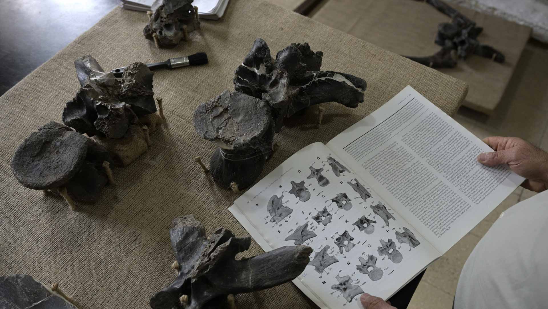 صورة بعنوان: علماء يكتشفون رفات أقدم ديناصور في زيمبابوي  