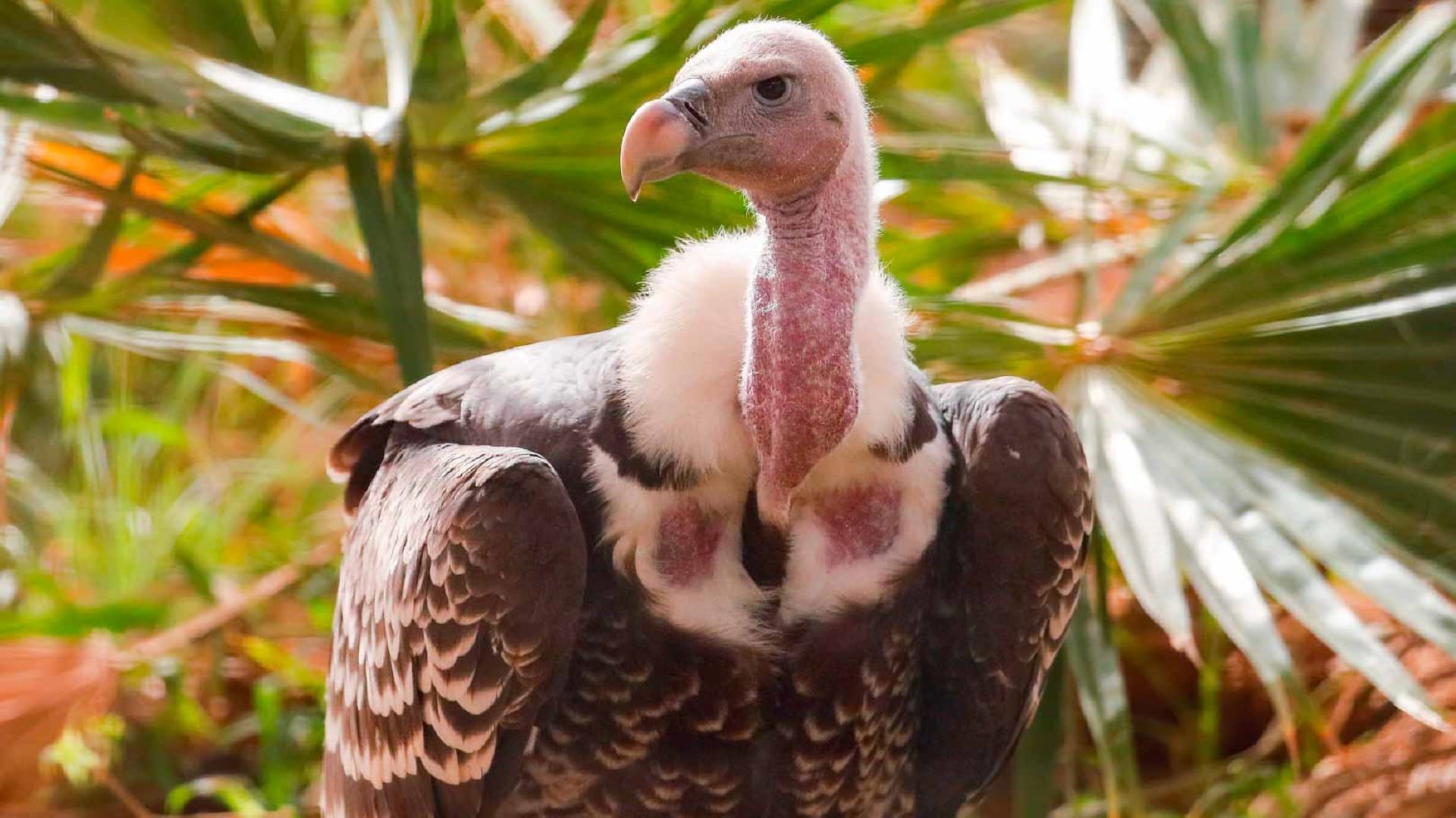 Image for the title: Al Ain Zoo adopts world-class technologies in conservation 