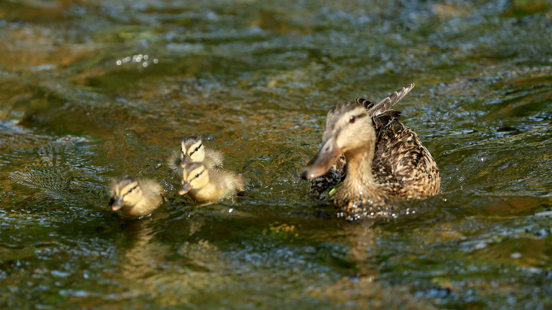 Image for the title: Mercury pollution makes ducks more likely to get bird flu: study 