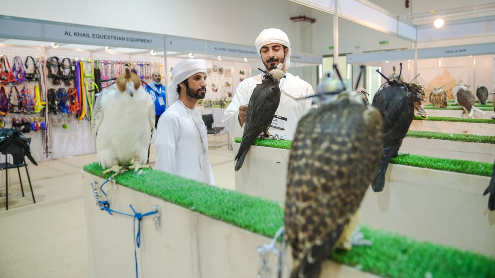 Image for the title: 1st Al Asayl Exhibition enthralls visitors on second day 