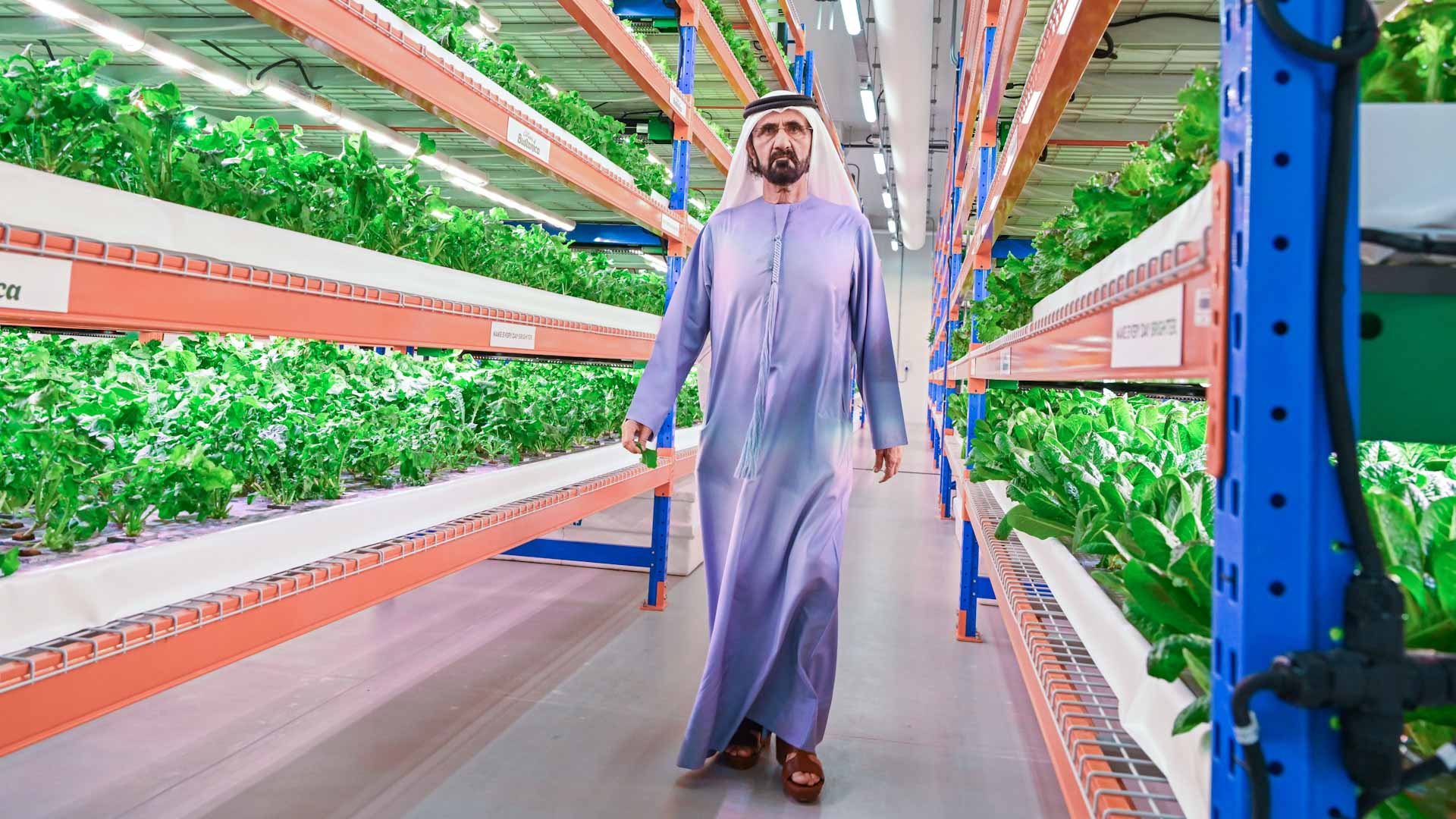 Image for the title: VP tours world’s largest vertical hydroponic farm in Dubai 