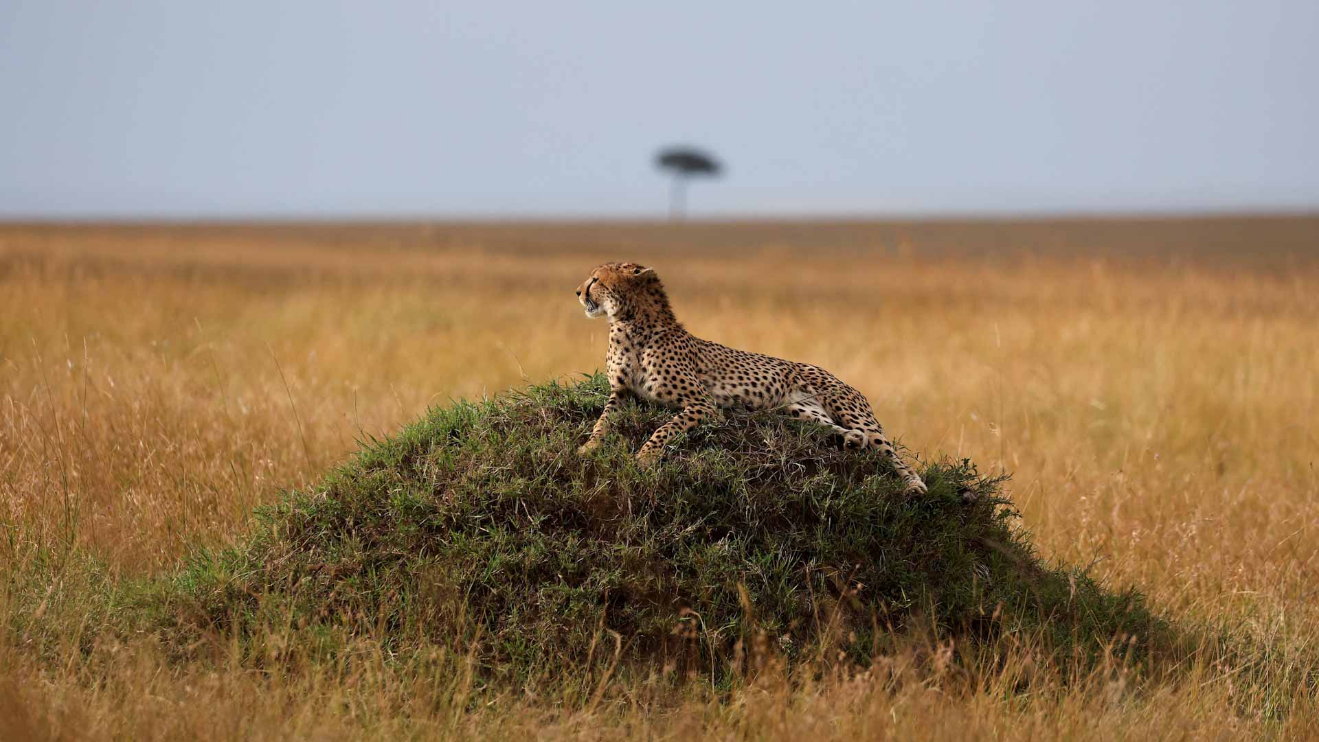 Image for the title: Cheetahs return to India after 70-year absence 