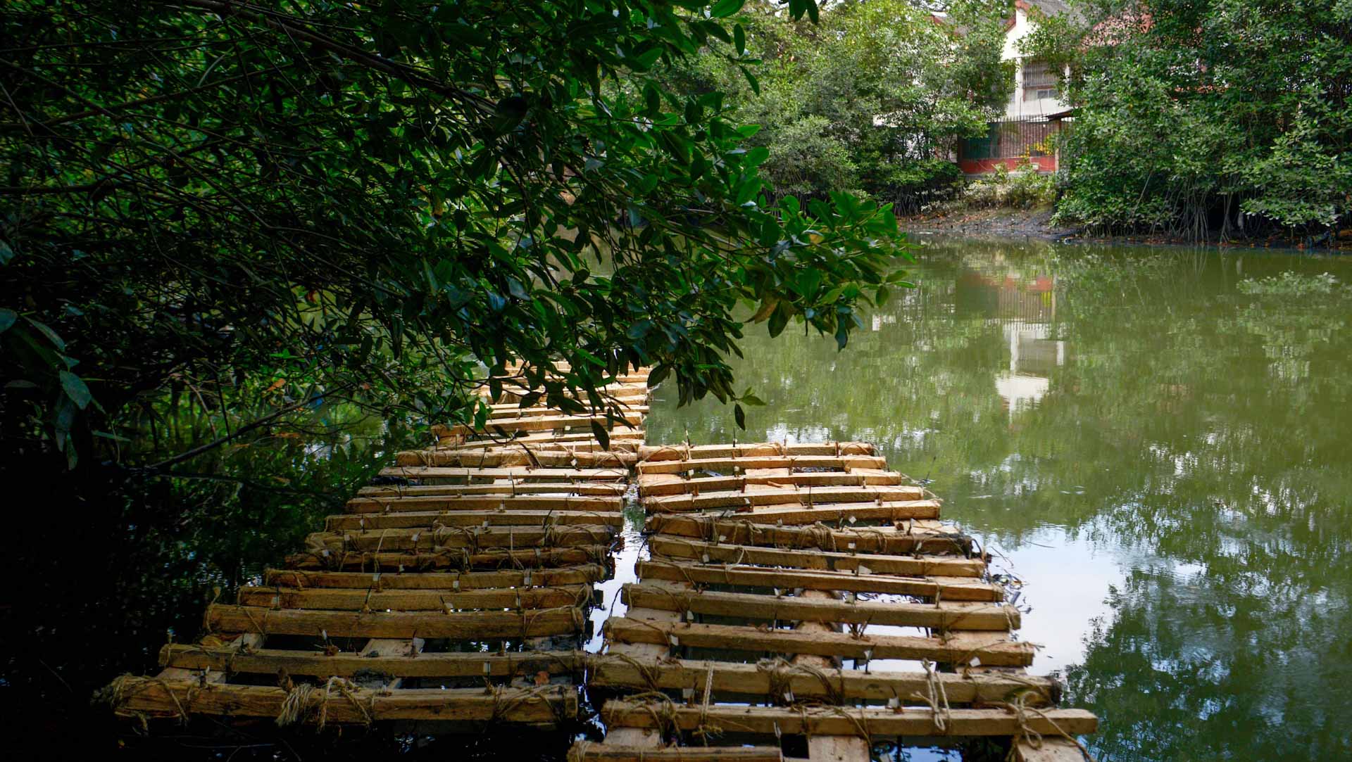 Image for the title: Ecuador launches floating islands to save Guayaquil estuary 