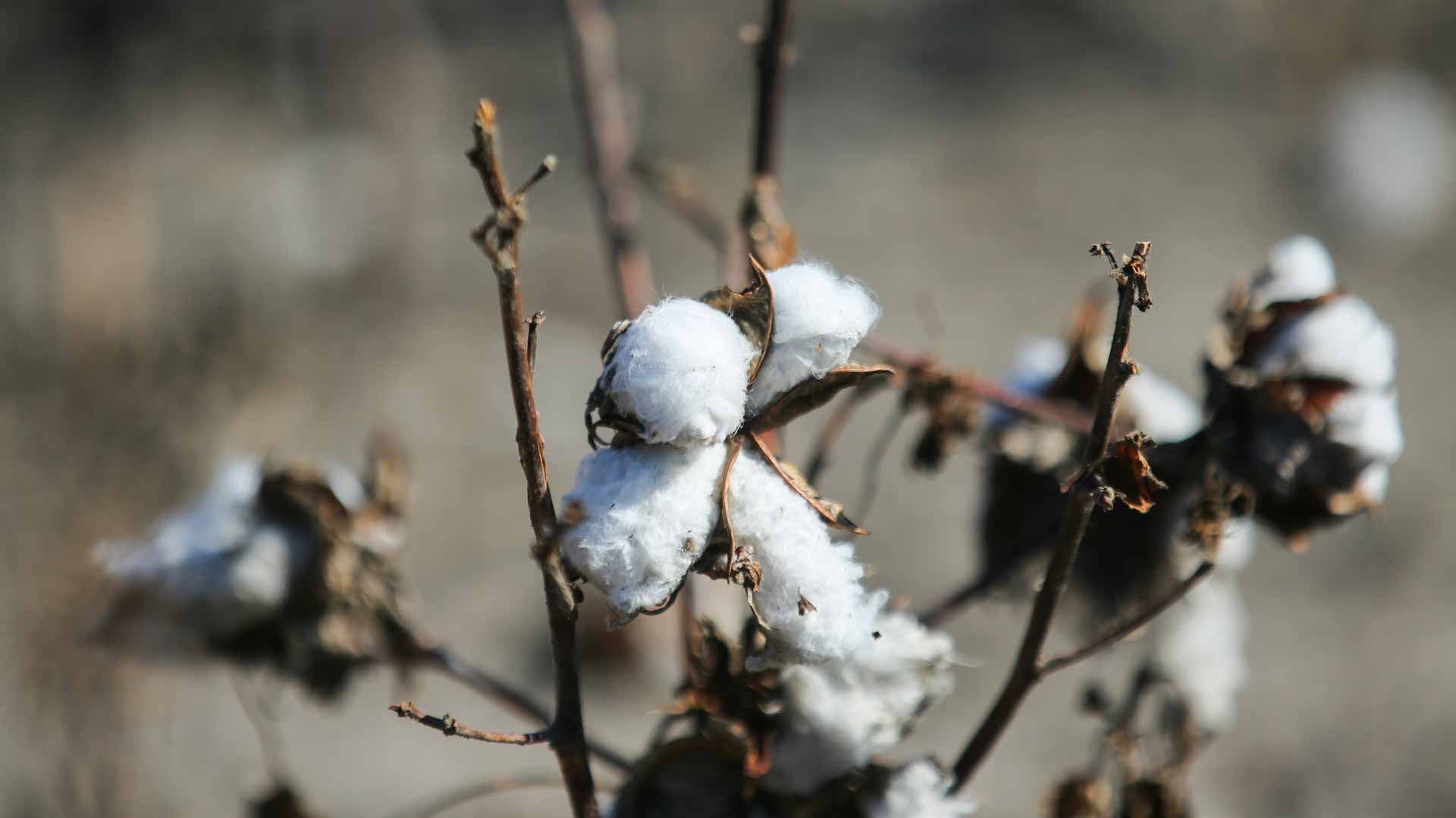 Image for the title: Drought decimates Texas' key cotton crop 