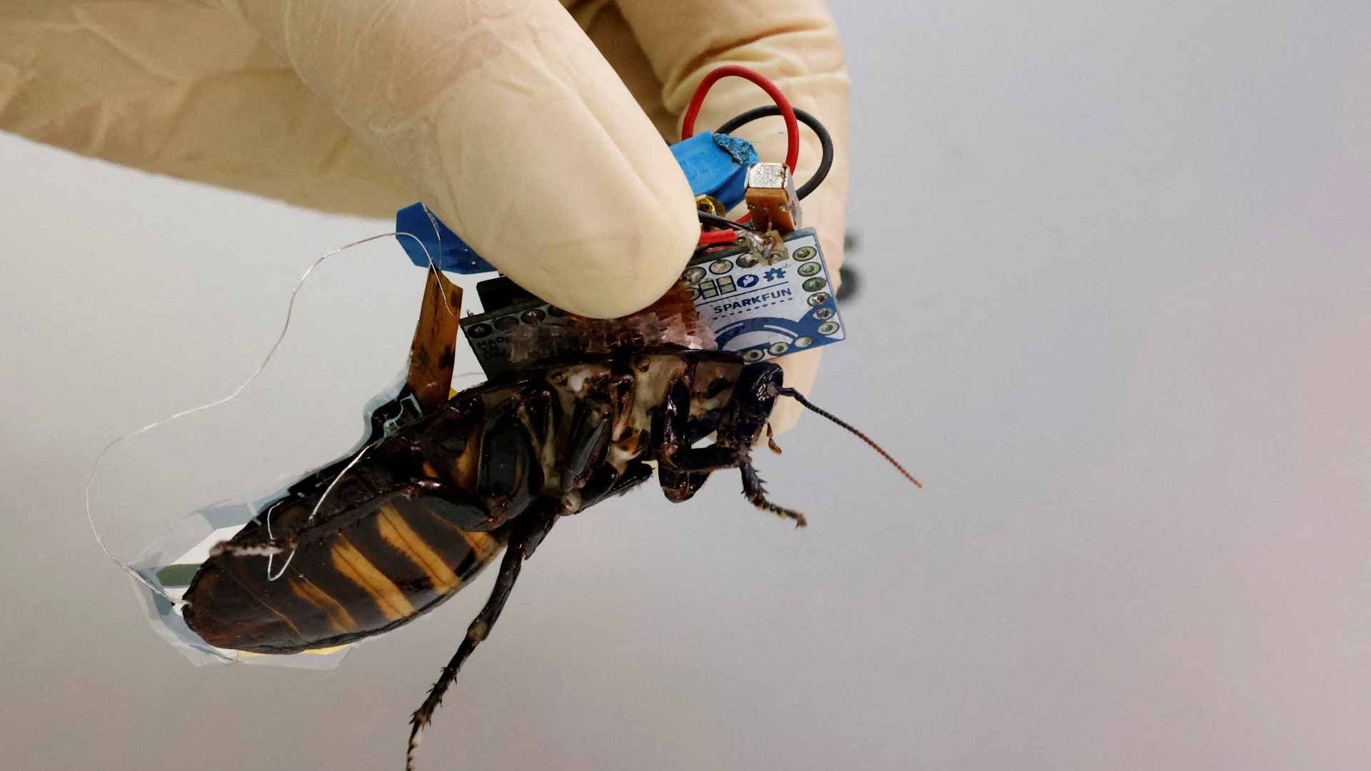 صورة بعنوان: بعد تصدرها الموائد...الصراصير في اليابان تنقذ الناجين من الكوارث  