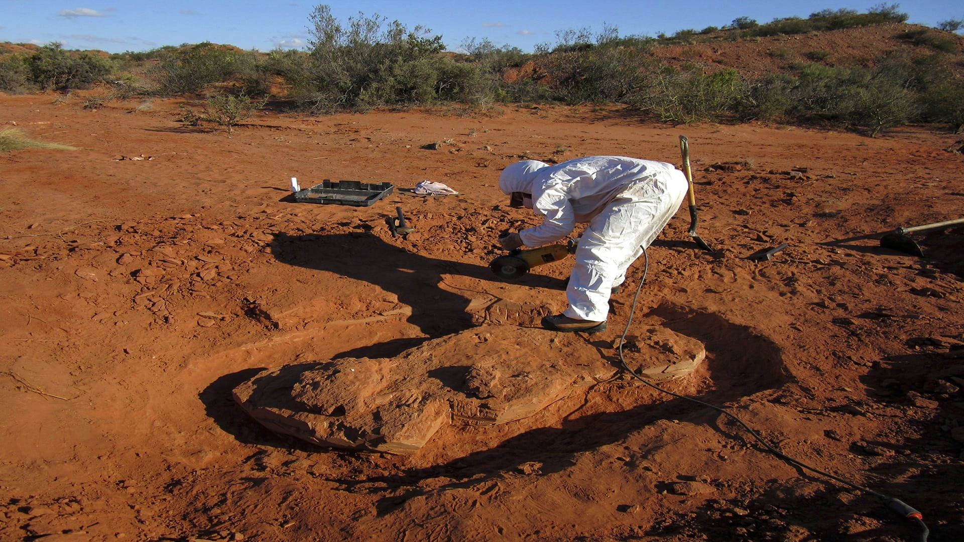 صورة بعنوان: عمره 12 ألف عام..علماء في تشيلي يكتشفون بقايا فيل منقرض بسبب الصيد 