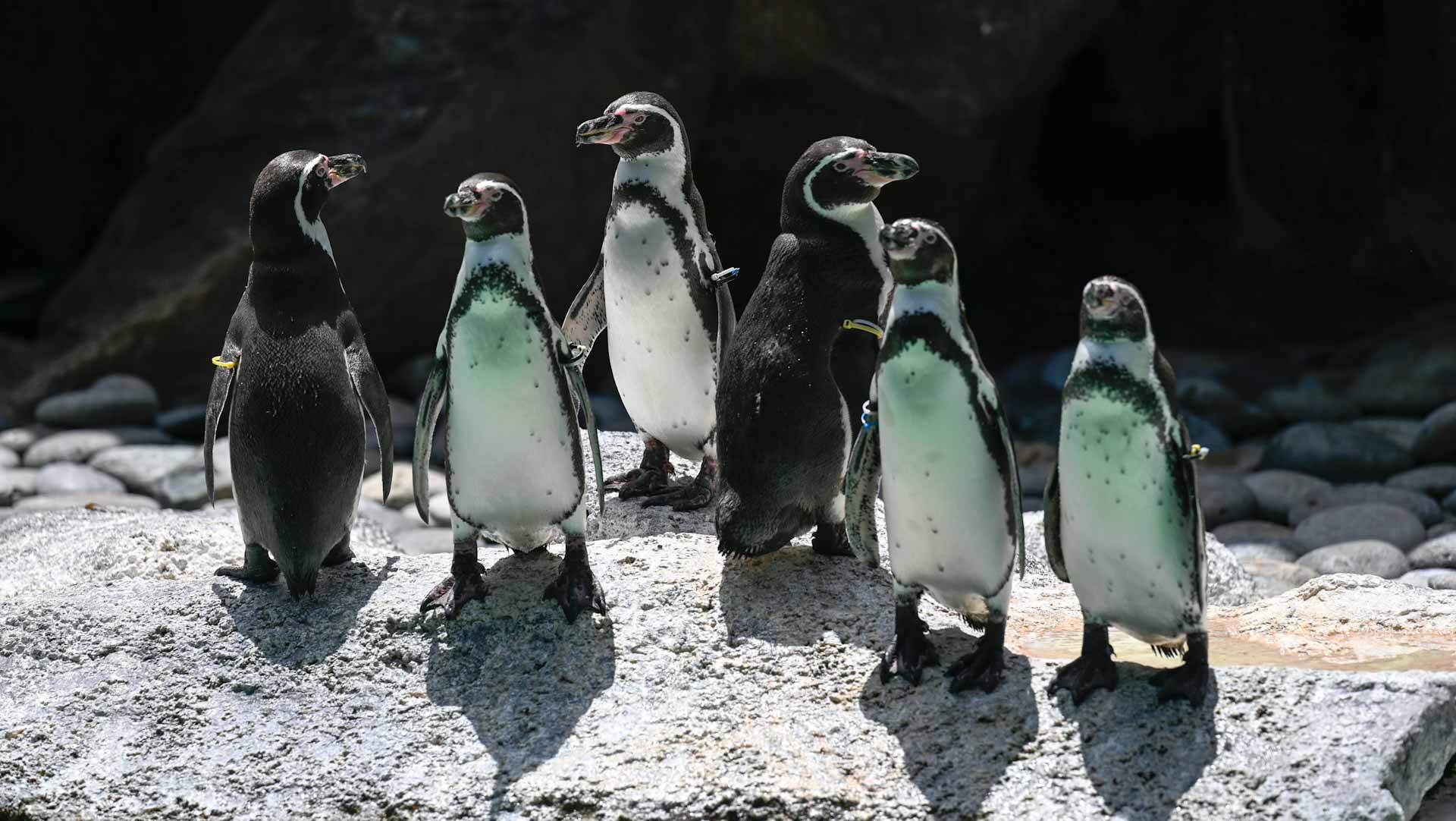 Image for the title: More penguins dying from avian flu in South Africa 