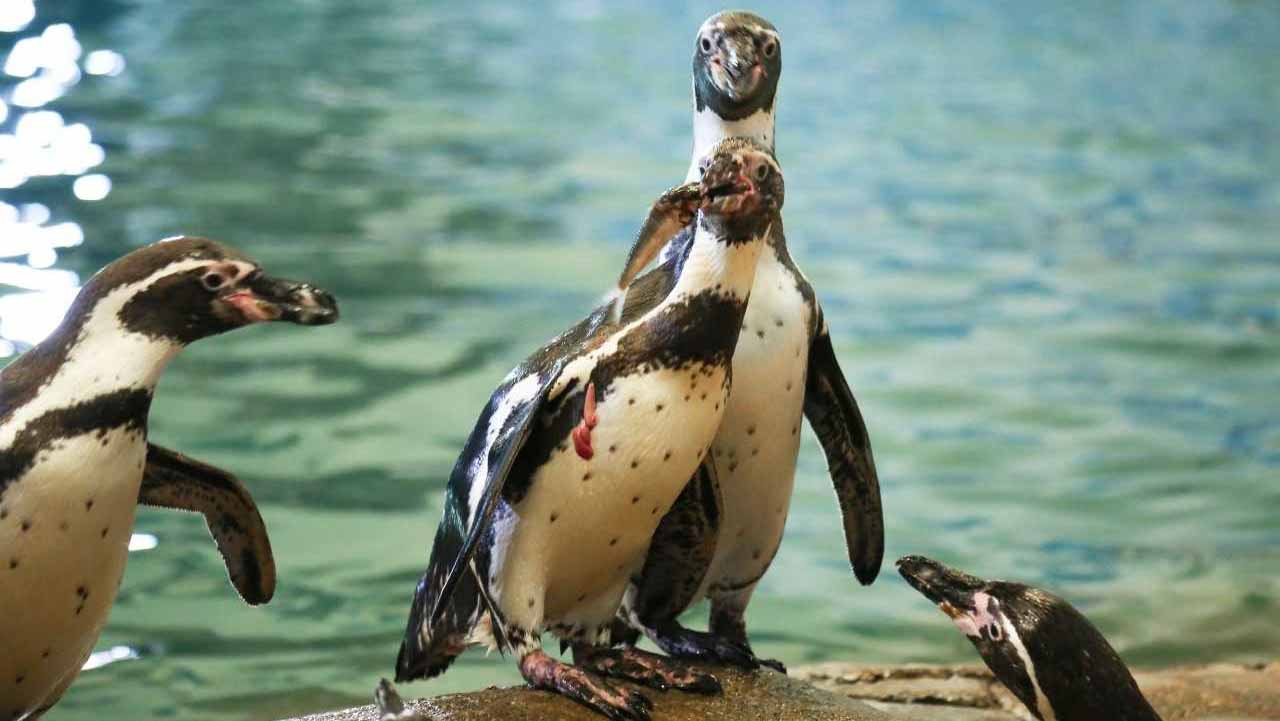 Image for the title: Al Ain Zoo celebrates World Penguin Day 