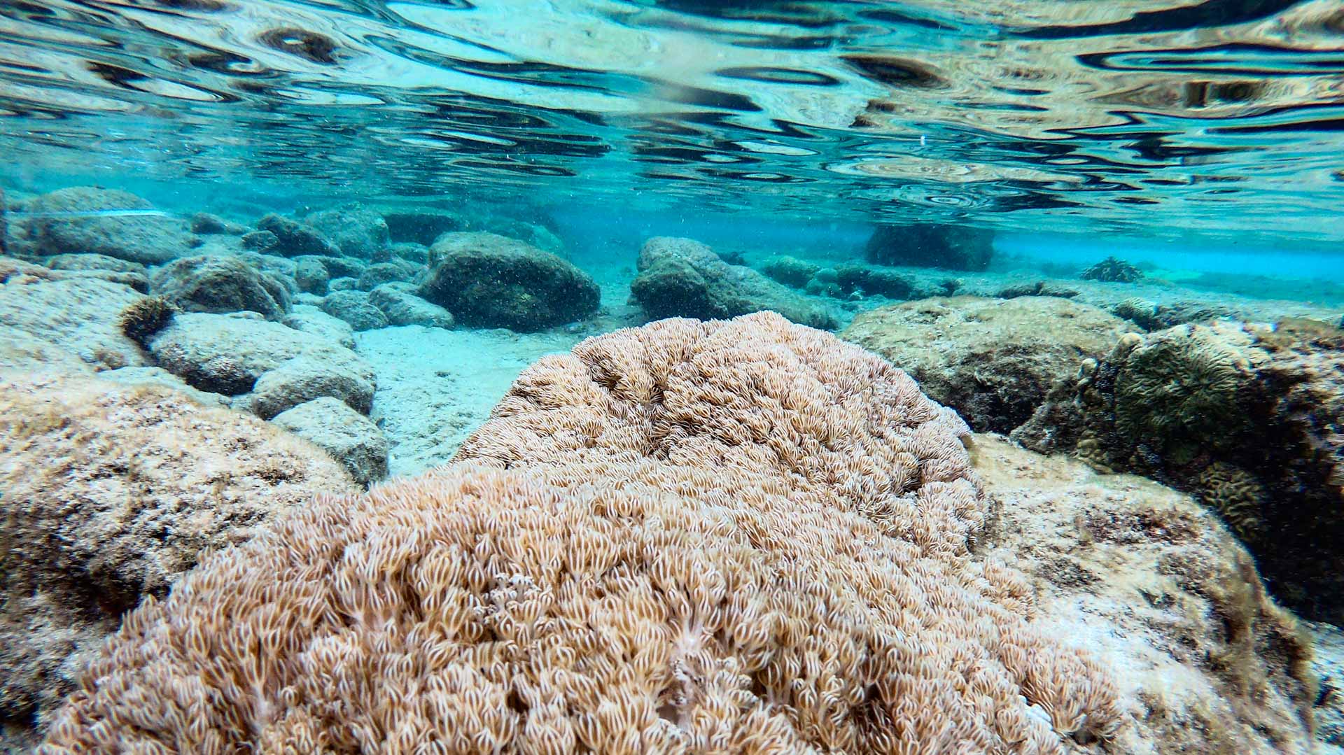 Image for the title: Deadly invader destroying the coral reefs of Venezuela 