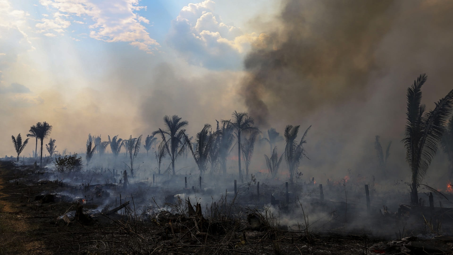 Image for the title: Brazil records 66% drop in Amazon deforestation in July 