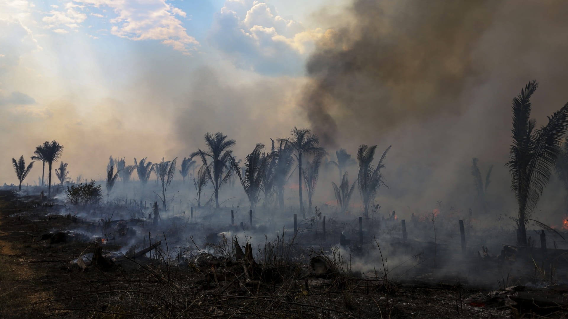 صورة بعنوان: عمليات إزالة الغابات في الأمازون البرازيلية تسجل تراجعاً للثلث  