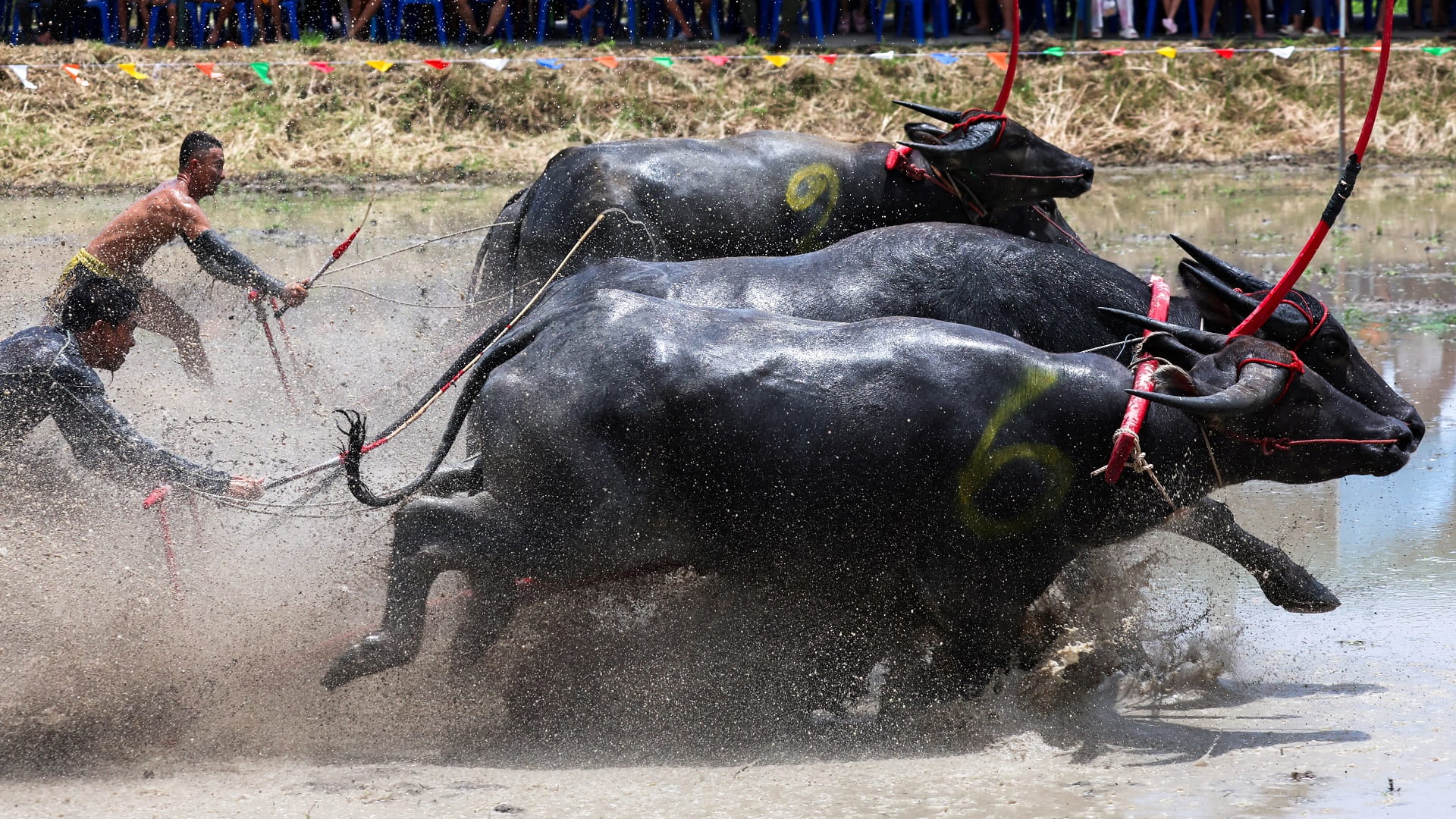 صورة بعنوان: تايلاند تدشن موسم زراعة الأرز بسباق جاموس الماء 