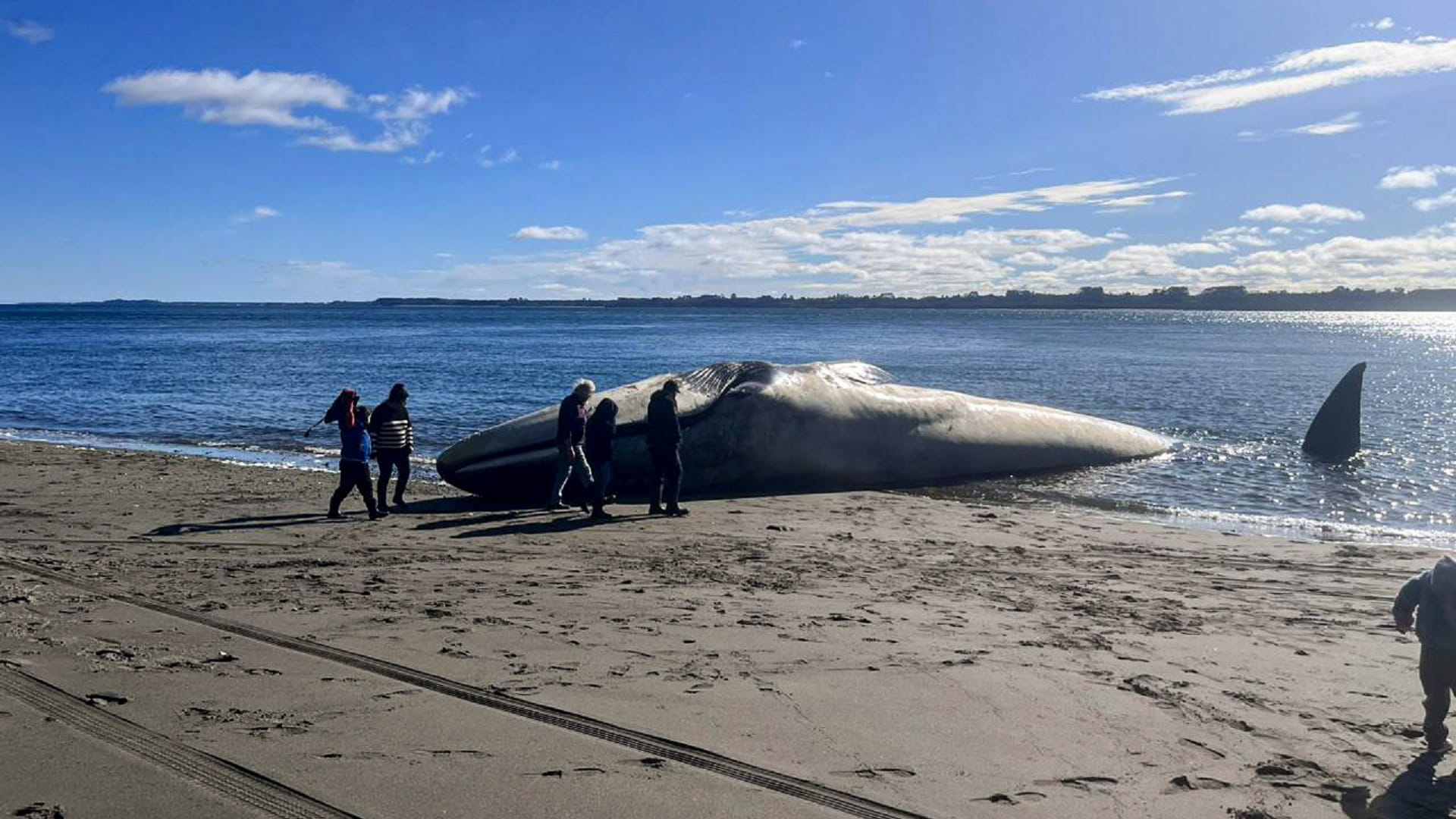 Image for the title: Huge blue whale washes ashore in southern Chile 