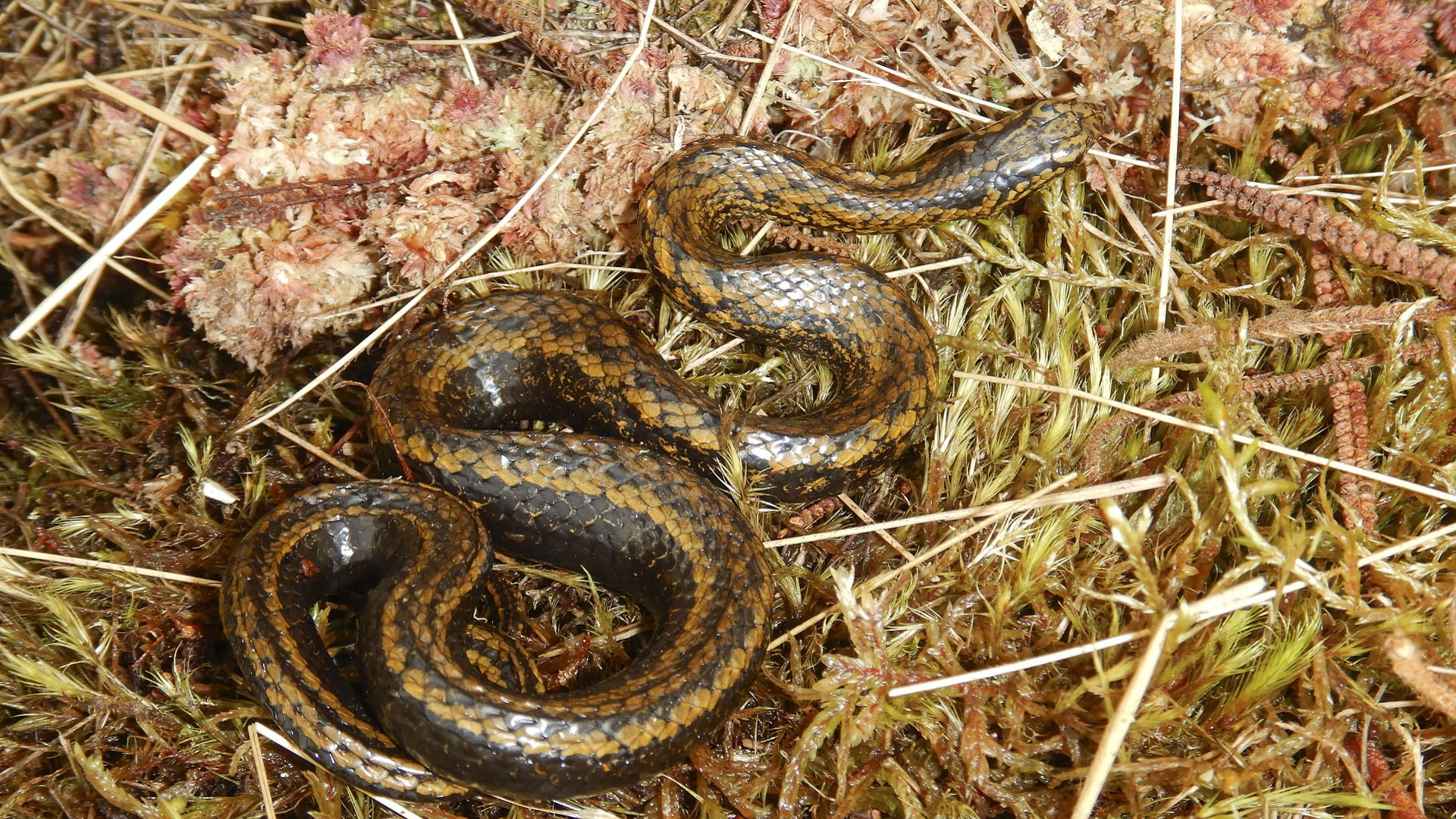 Image for the title: New snake named after Harrison Ford in Peru 