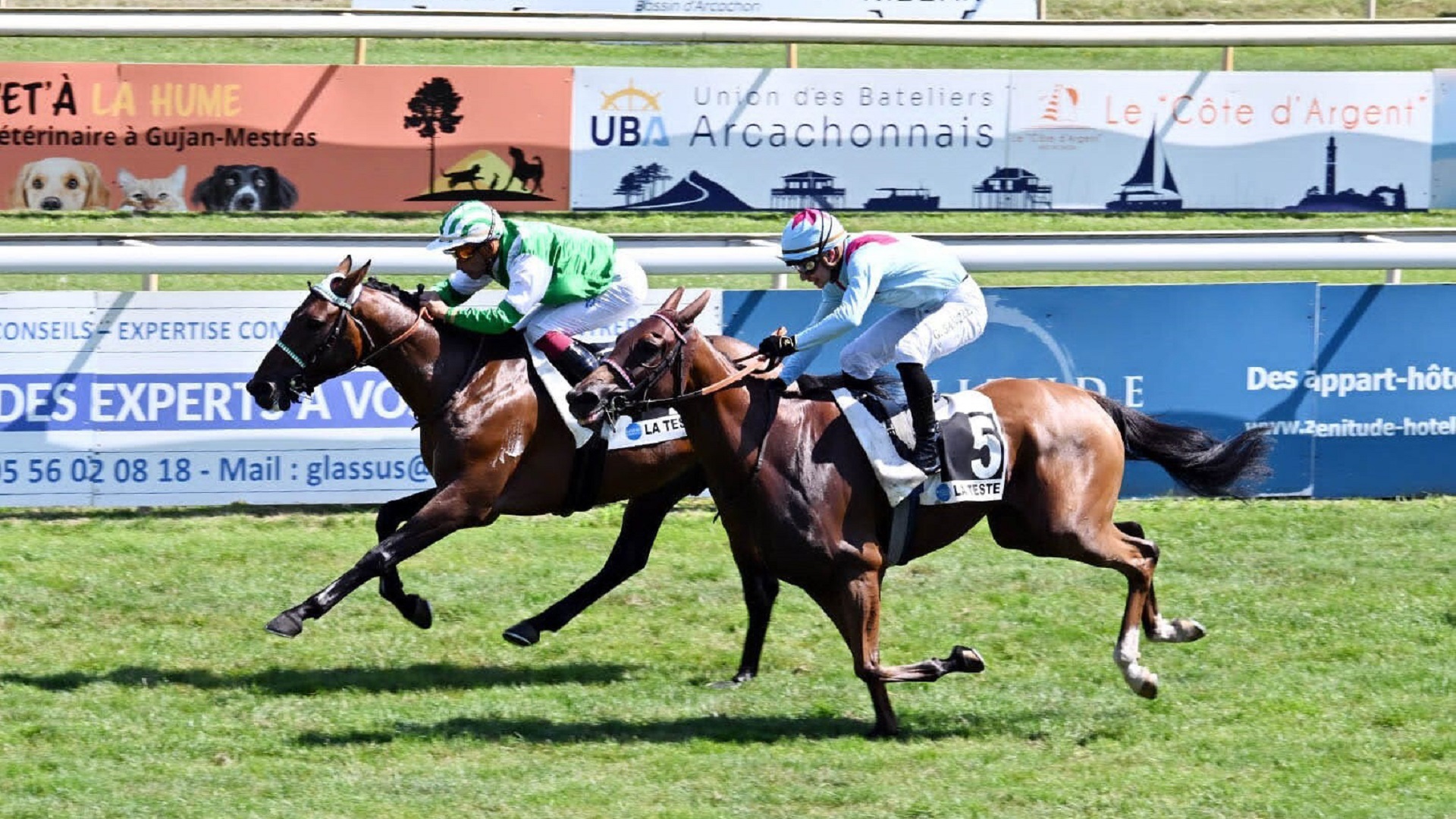 Image for the title: Poland to host Sheikh Zayed Purebred Arabian Horses Cup tomorrow 