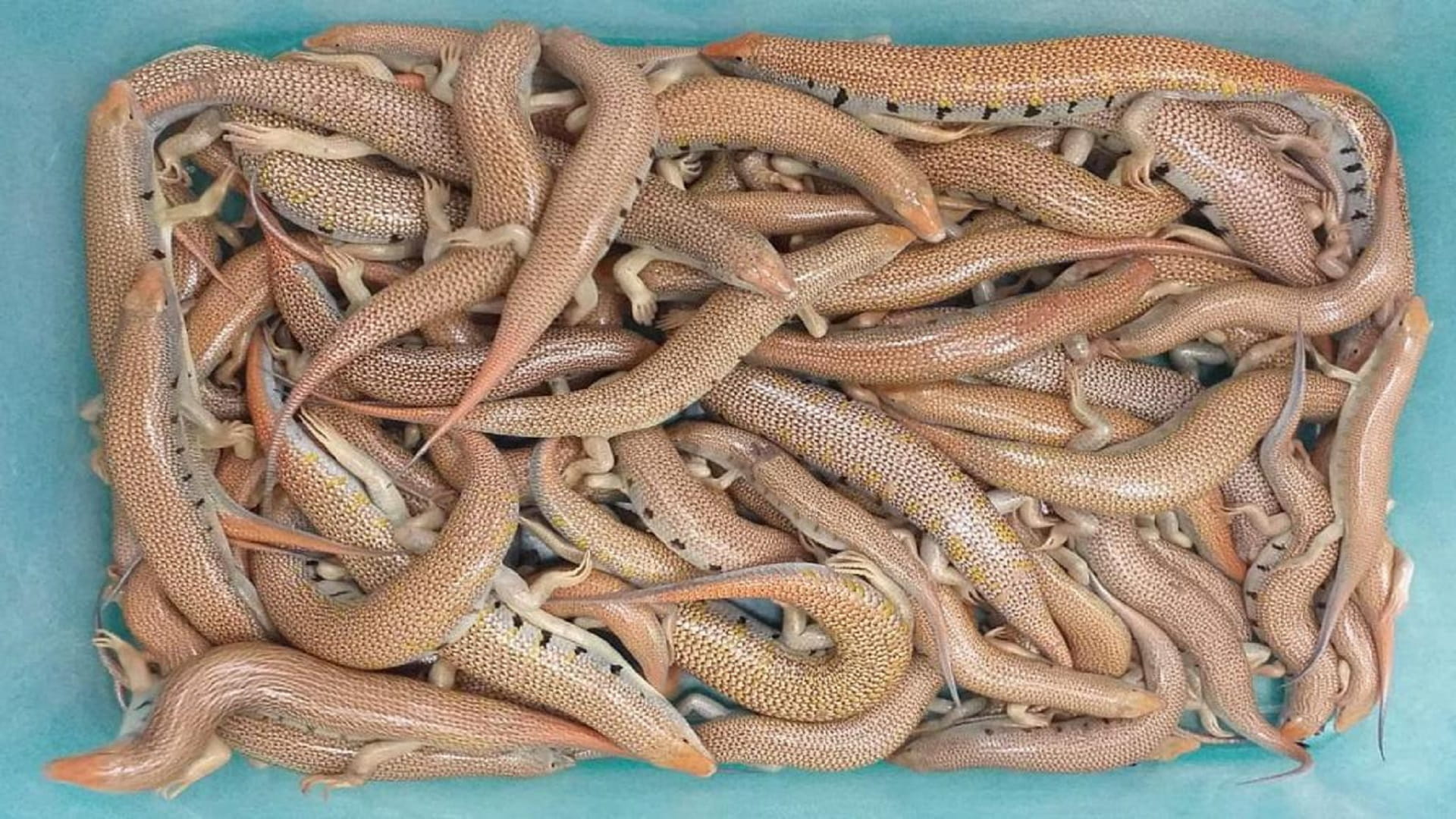 Image for the title: EPAA seizes 65 Al Bataeh sandfish following Sharjah Ruler's vision 