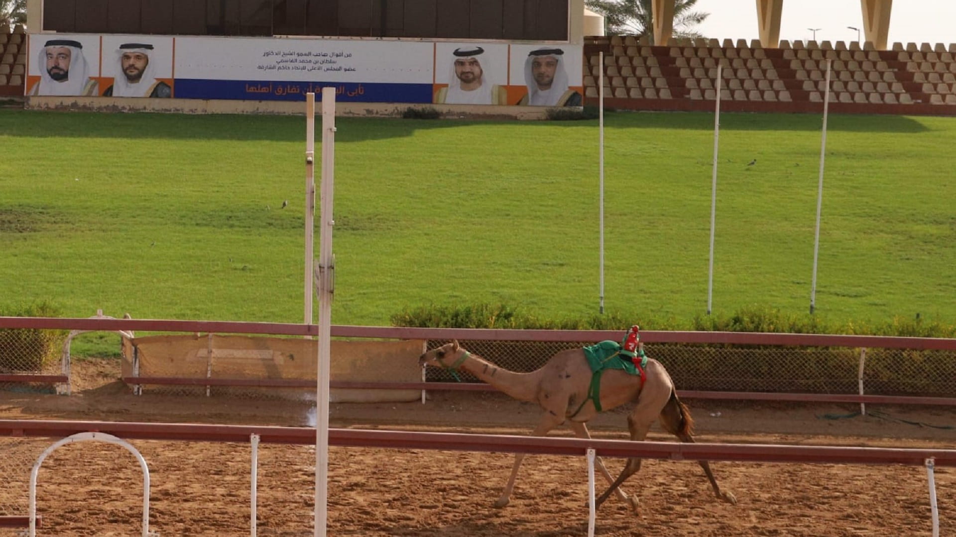 Image for the title: Al Dhaid Racecourse witnesses second camel race competitions 