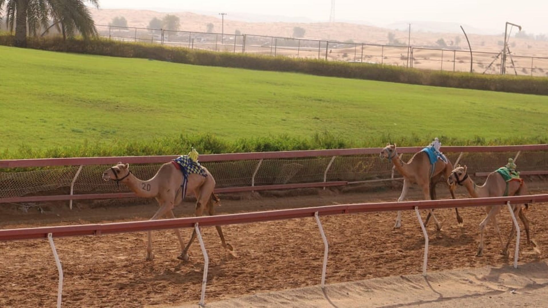 Image for the title: Al Dhaid Racecourse concludes camel race competitions 