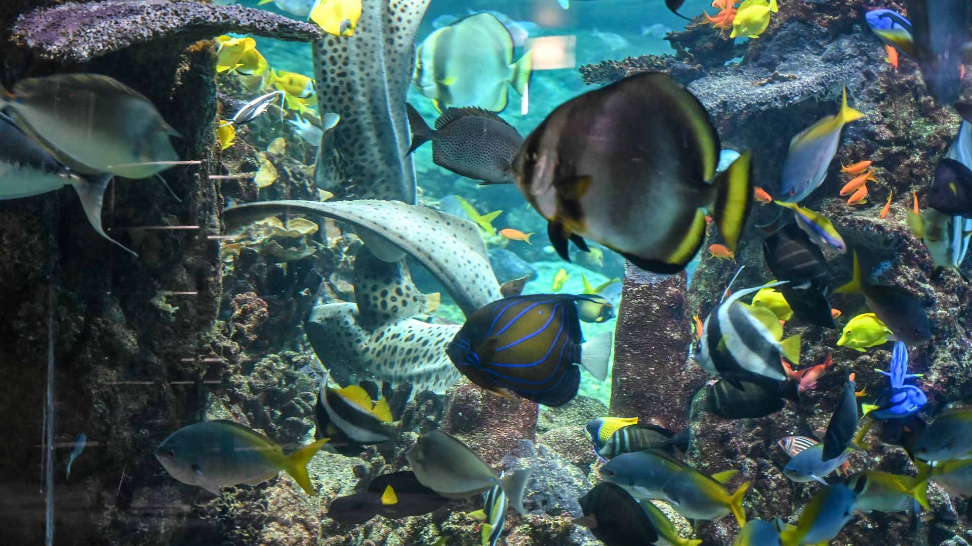 صورة بعنوان: بصورة ضئيلة...موجات الحر البحرية تؤثر على أعداد الأسماك 