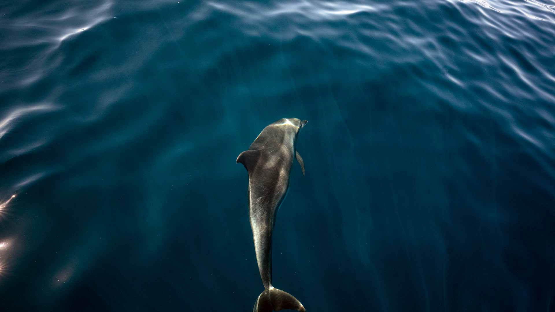 صورة بعنوان: لاكتشاف فرائسها..الدلافين تملك حاسة استشعار المجالات الكهربائية 