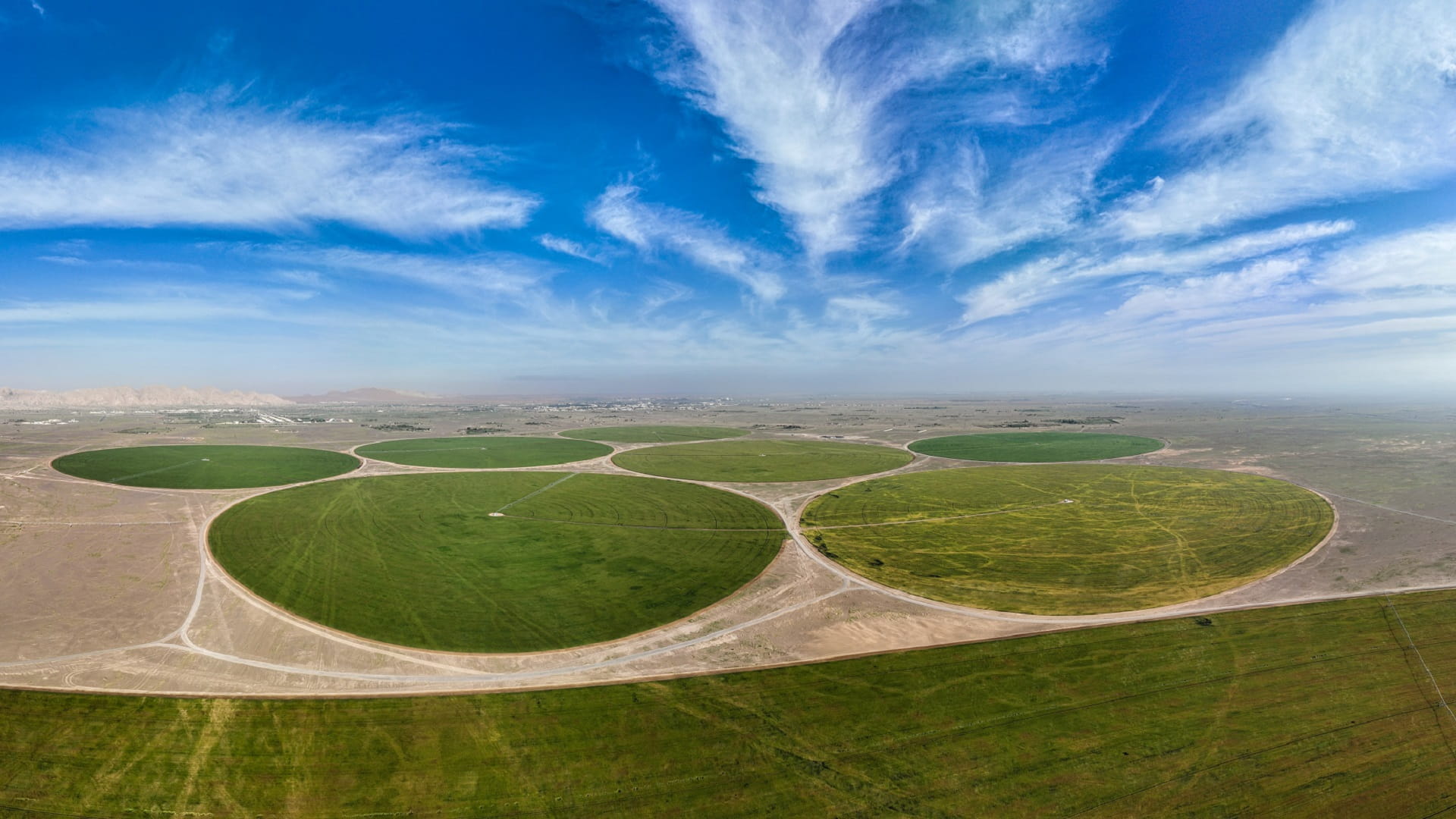صورة بعنوان: زراعة القمح في الإمارات.. رافد استراتيجي يعزز منظومة الأمن الغذائي 