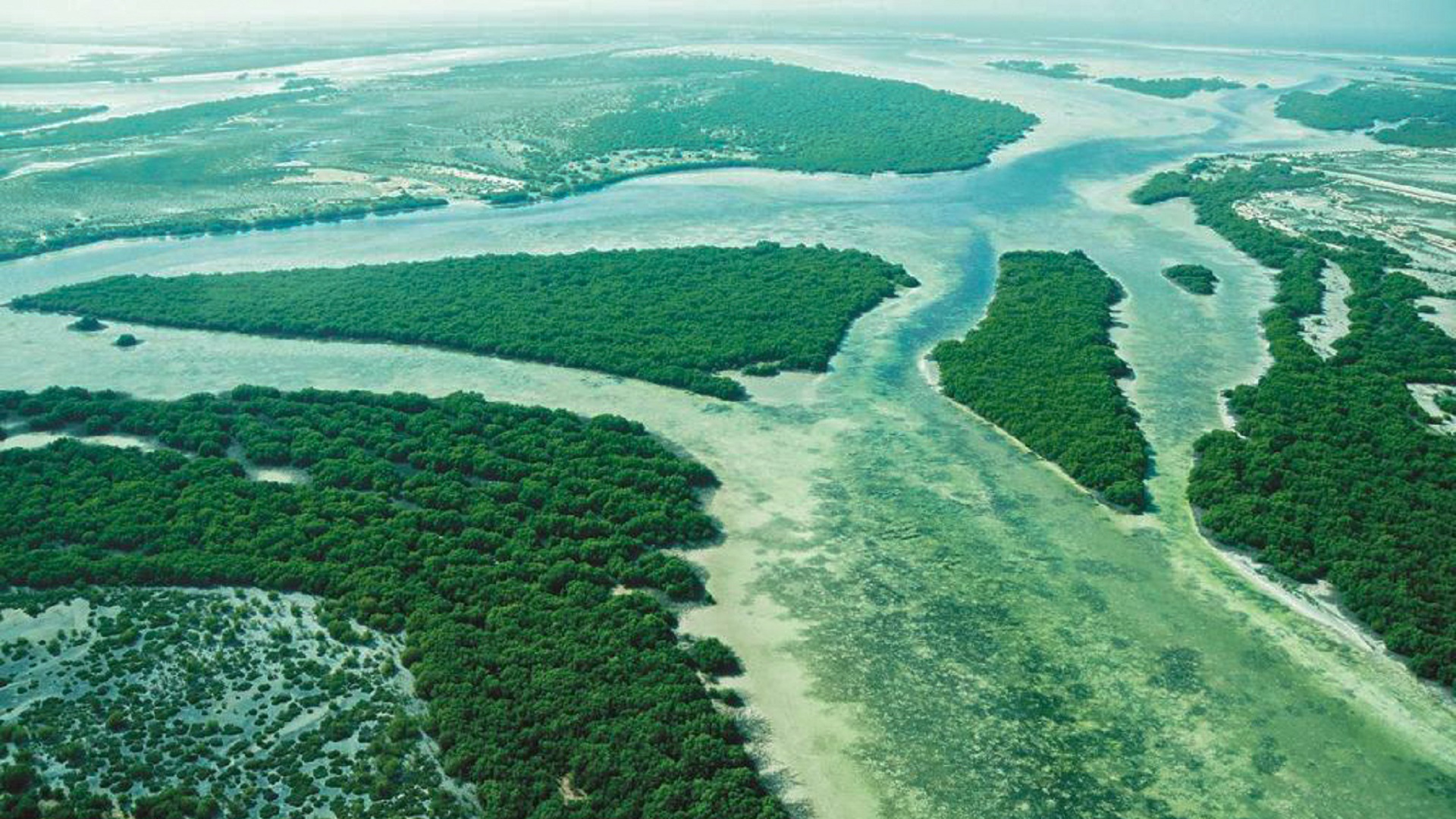 صورة بعنوان: حمدان بن زايد: زراعة أشجار القرم والمحافظة عليها استمرار لإرث زايد 