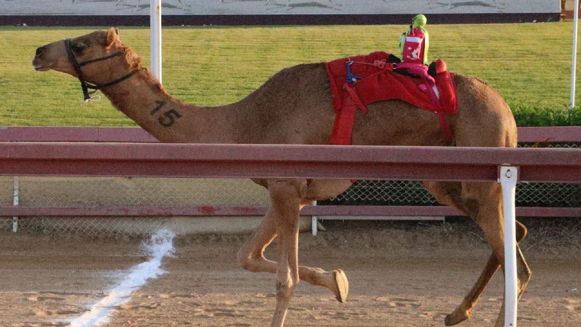 صورة بعنوان: ميدان الذيد لسباقات الهجن يشهد منافسات مثيرة لسن الإيذاع  