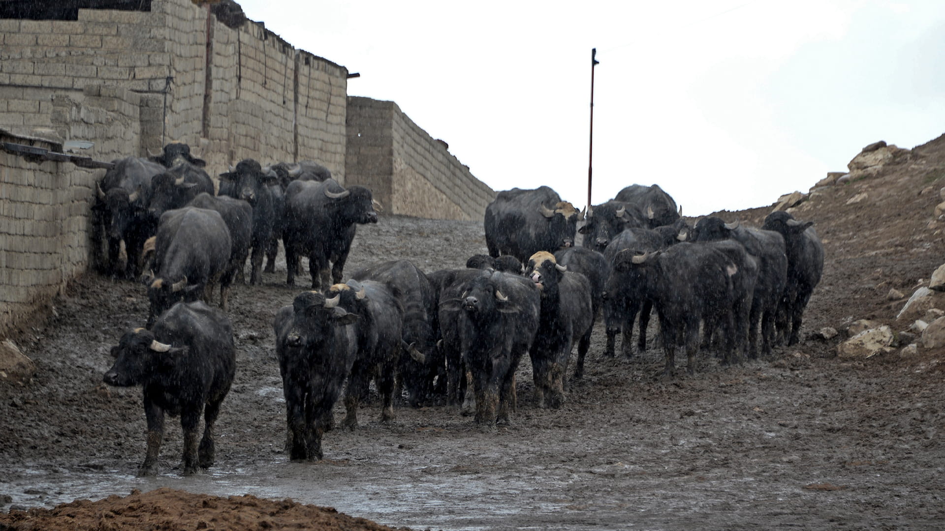 صورة بعنوان: سلالة جديدة للحمى القلاعية تصل العراق لأول مرة وتفتك بالجواميس 