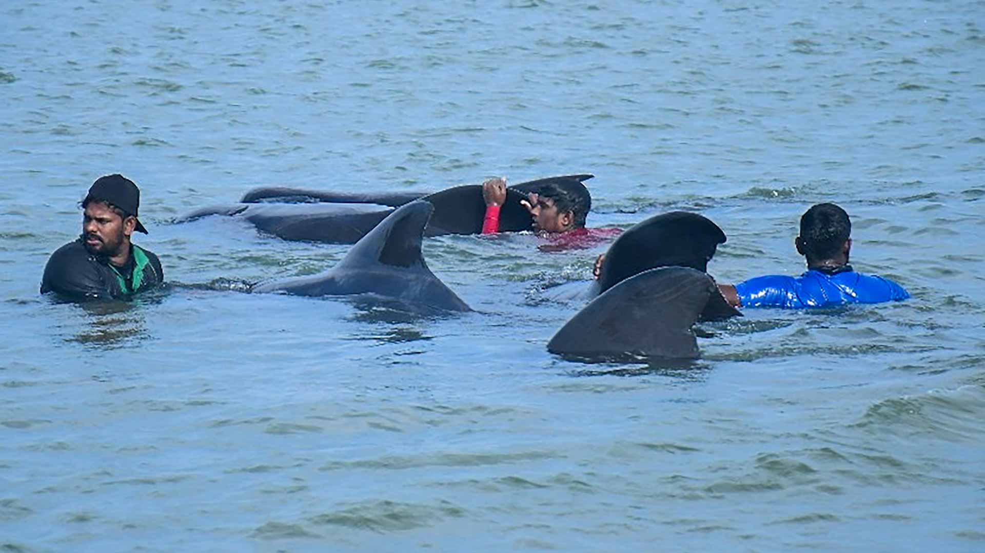 Image for the title: 11 stranded pilot whales saved in Sri Lanka 