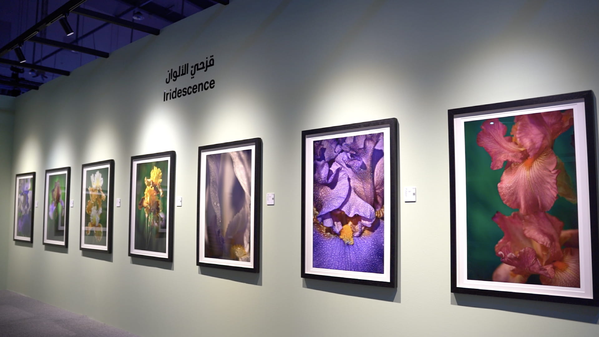 صورة بعنوان: باكسبوجر..الأضواء تبعث الحياة بأوراق شجر متساقطة راسمة لوحات مبدعة 