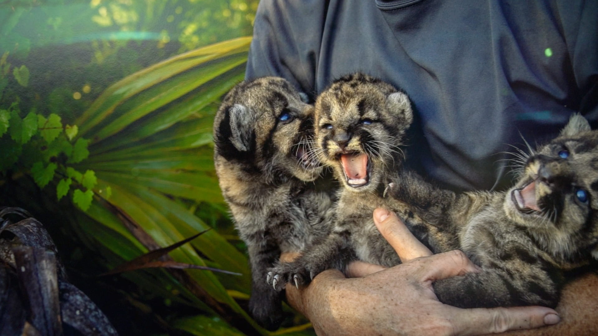 صورة بعنوان: اكسبوجر يكشف طرق حماية فهد فلوريدا وذئاب كندا القطبية من الانقراض 