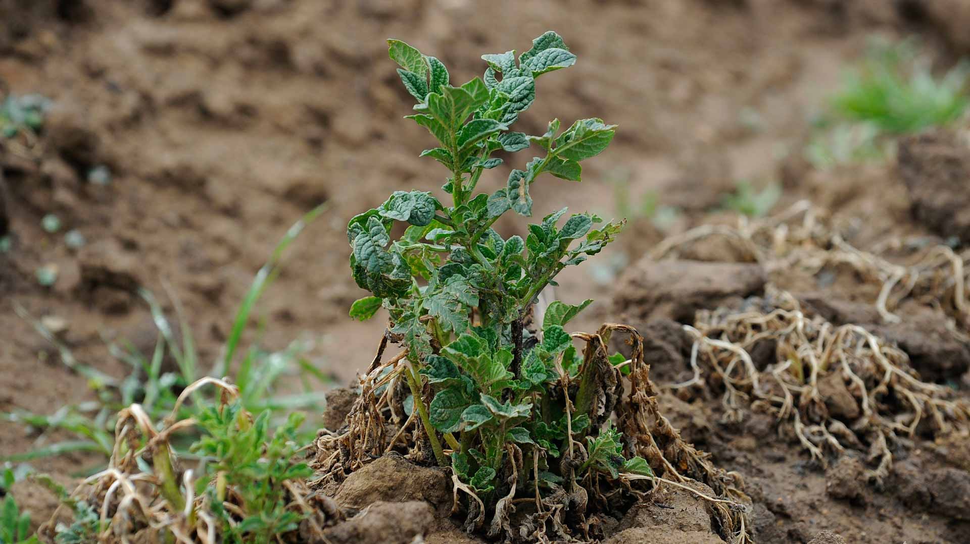 Image for the title: Drought and frost batter vital potato crops in Bolivia 