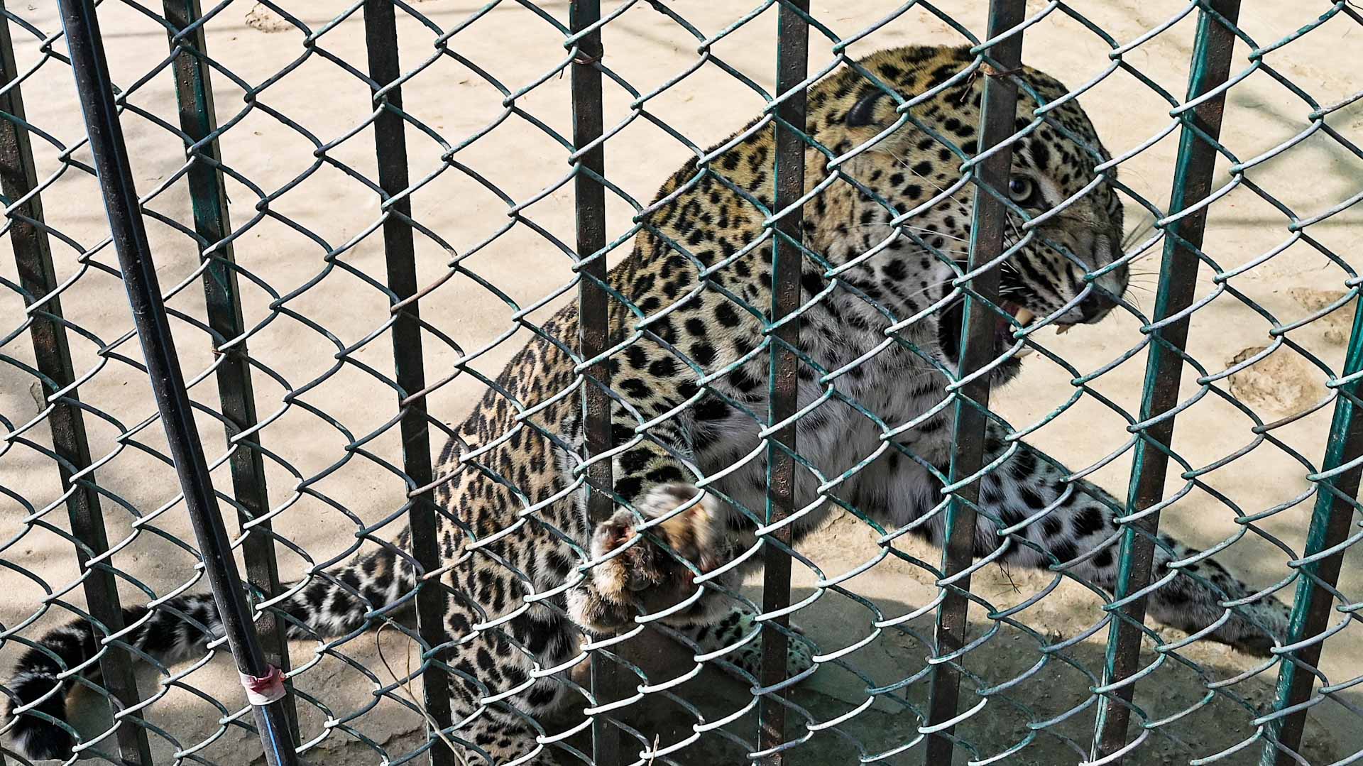 Image for the title: Escaped pet leopard runs amok in Pakistan capital 