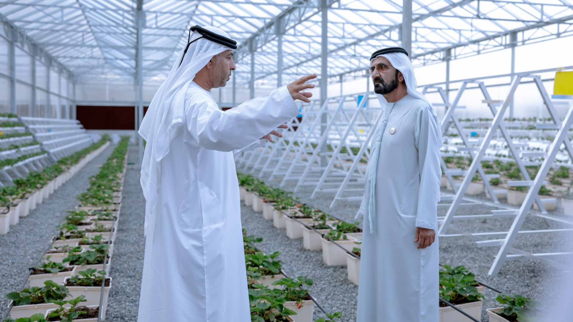 Image for the title: Mohammed bin Rashid visits strawberry farm in Hatta 